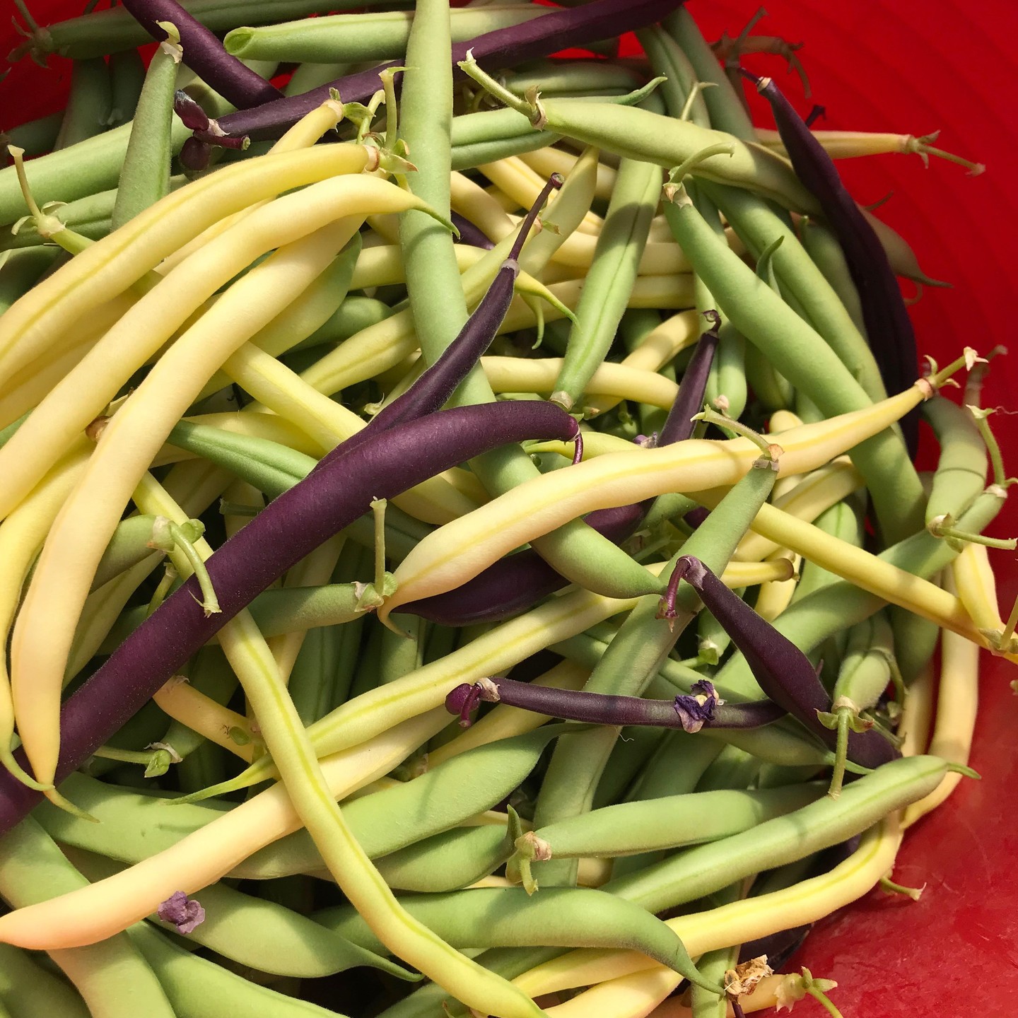 The beans are still popping! Fresh from the restaurant farm.