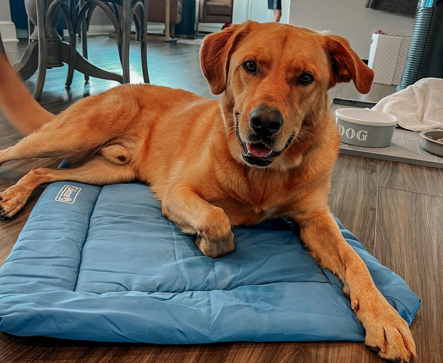 Sometimes when you adopt a dog, they’ve already rehearsed some habits you might not love—like jumping on guests or chasing the family cat. 🐾
I introduced his family to positive reinforcement and clicker training, and it has been great to see the progress towards change. They are seeing firsthand how motivated he becomes with each click and reward—and how this approach can reshape old habits, encourage polite responses, and even shift the emotions that drive certain behaviors.