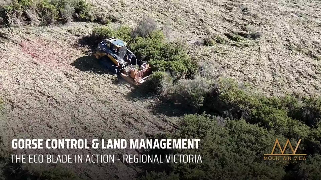 Gorse may be tough, but it’s no match for the ECOBLADE. 🚜 Our game-changing tool not only cuts and mulches but also chemically paints the roots in one go—meaning those invasive plants are gone for good, with no chance of chemical drift. It's the smart way to manage weeds while protecting the surrounding environment.
Contact Paul via messenger or the MVC website for a free quote.
.
.
.
.
#mountainviewcontracting #mvcontracting #earthworks #gisborne #macedonranges #ballarat #mitchellshire #creswick #daylesford #trentham #glenlyon #ashbourne #tylden #lyonville #hepburnshire #mtalexandershire #harcourt #castlemaine #maldon #woodend #lancefield