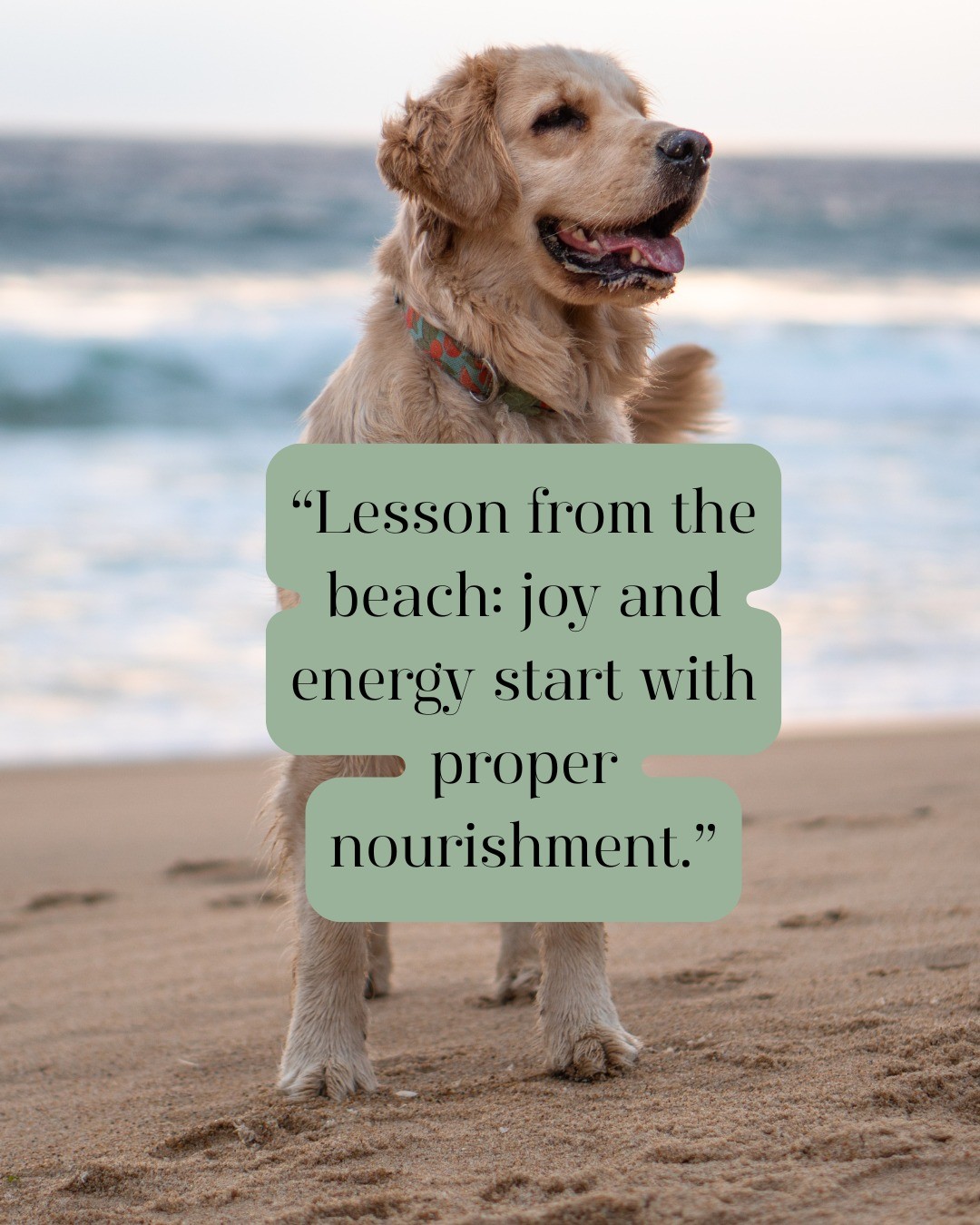 Watching my golden retriever enjoy the beach with her flappy ears reminds me of an important truth: when we fuel our bodies properly, we can unlock that same vitality and freedom of movement.
Wellness isn’t only about what we eat, it’s about why we eat, about having the energy to live, move, and play without feeling held back. And nourishing yourself well is the foundation that makes it all possible.
Metabolic Balance® is a great way to discover exactly what your body needs so you can feel as vibrant and unstoppable as this beach run.
#NourishToFlourish #MetabolicBalance #EnergyForLife #MidlifeWellness #HealthyLiving #NutritionMatters #FoodAsMedicine #HormoneHealth #MoveWithJoy #RetrieverLove #BeachVibes