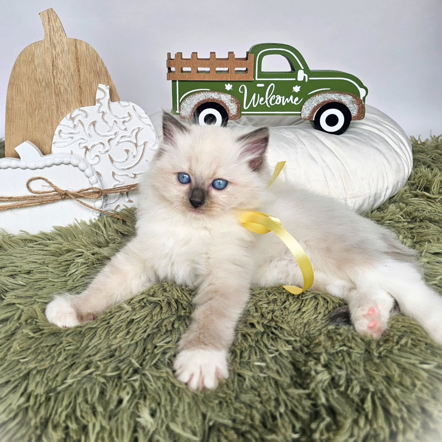 Pumpkin spice and everything nice 🎃🍂 This blue-eyed beauty is soaking up all the cozy fall vibes 💛🐾
Www.classicdollragdolls.com
#ragdollpet #ragdollfluff #ragdollsforsale #ragdollsflorida #ragdollmiami