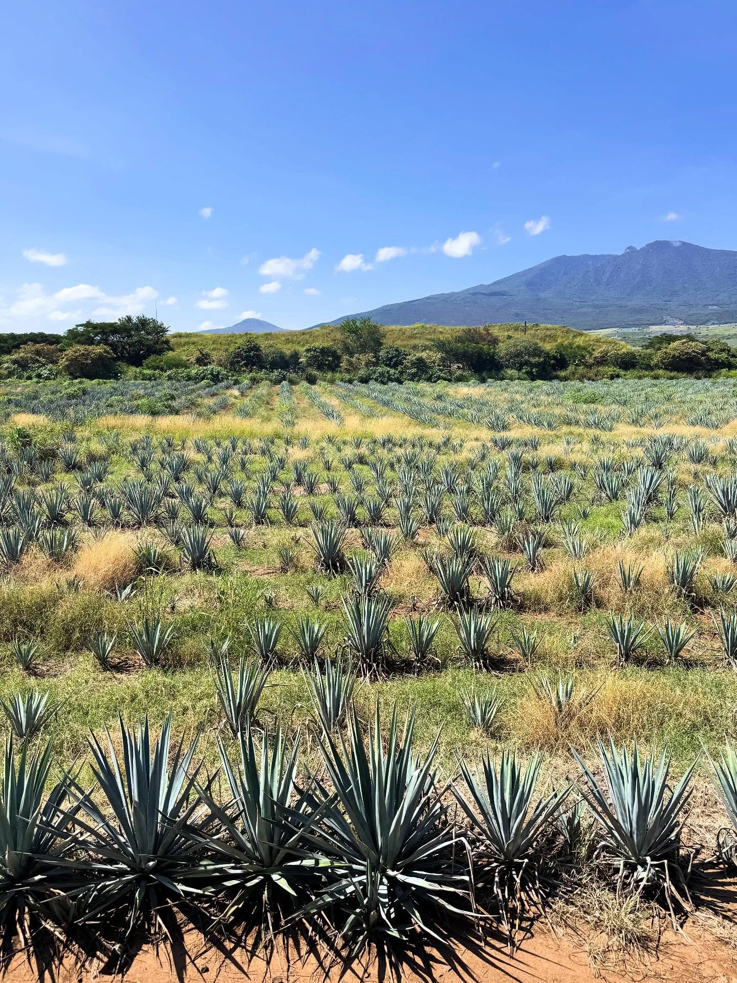 Day One Spirts Judging and what amazing hosts! #spiritsselectionbyCMB #Jalisco2025 @spiritsselectionbycmb