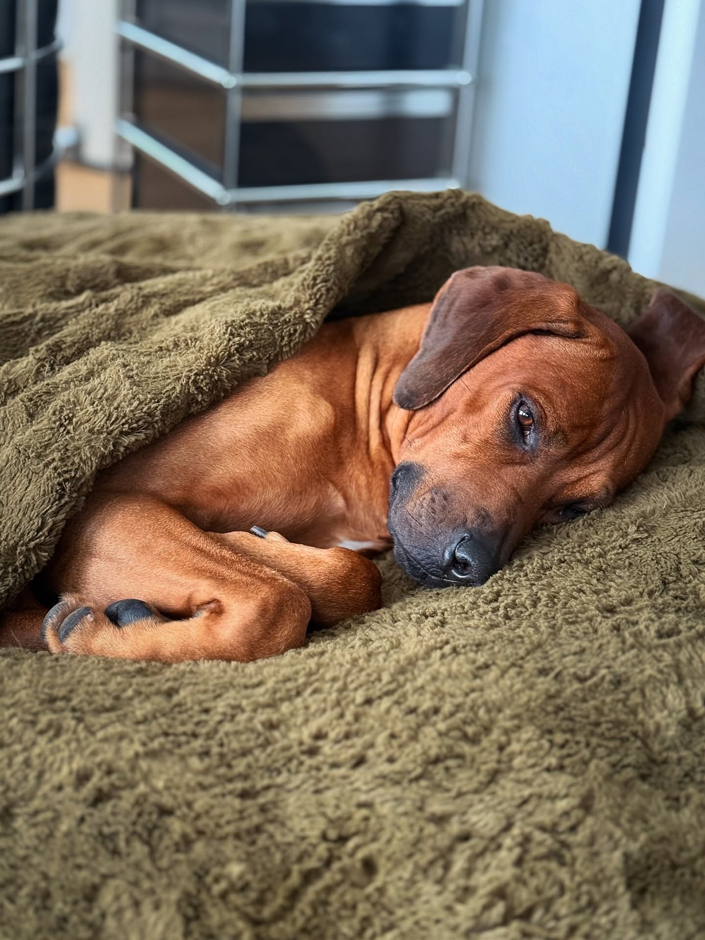 Snug like a pup in a rug ♥️
.
.
#puppylove #rhodesianridgeback #ridgeback #ridgebacklove #🐶 #ilovemydog #sleepy