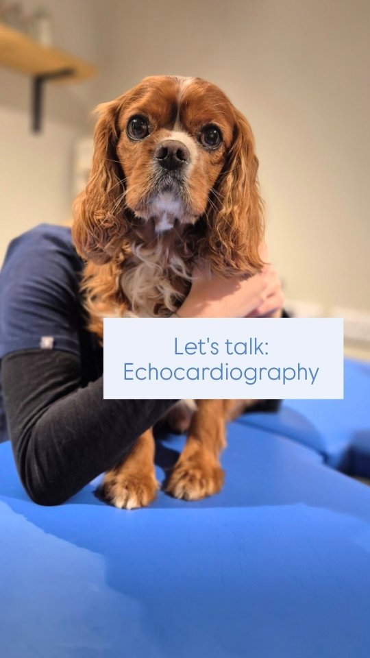 At The Woodbridge Vets, we offer echocardiography - a non-invasive ultrasound that gives us detailed images of your pet’s heart, helping detect murmurs, valve issues, and more 💙
#thewoodbridgevets #independentpractice #veterinarypractice #veterinarymedicine #echocardiography #heartscan #echocardiogram #ultrasound #canine #feline #aninalhealth