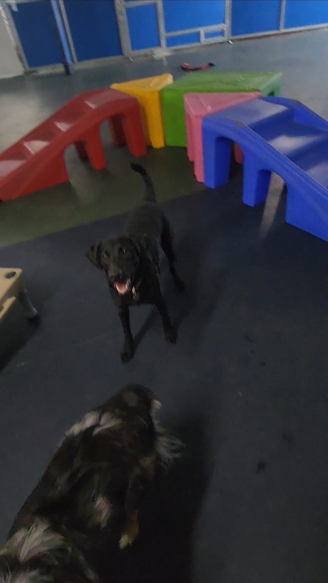 Another day of Wonderland