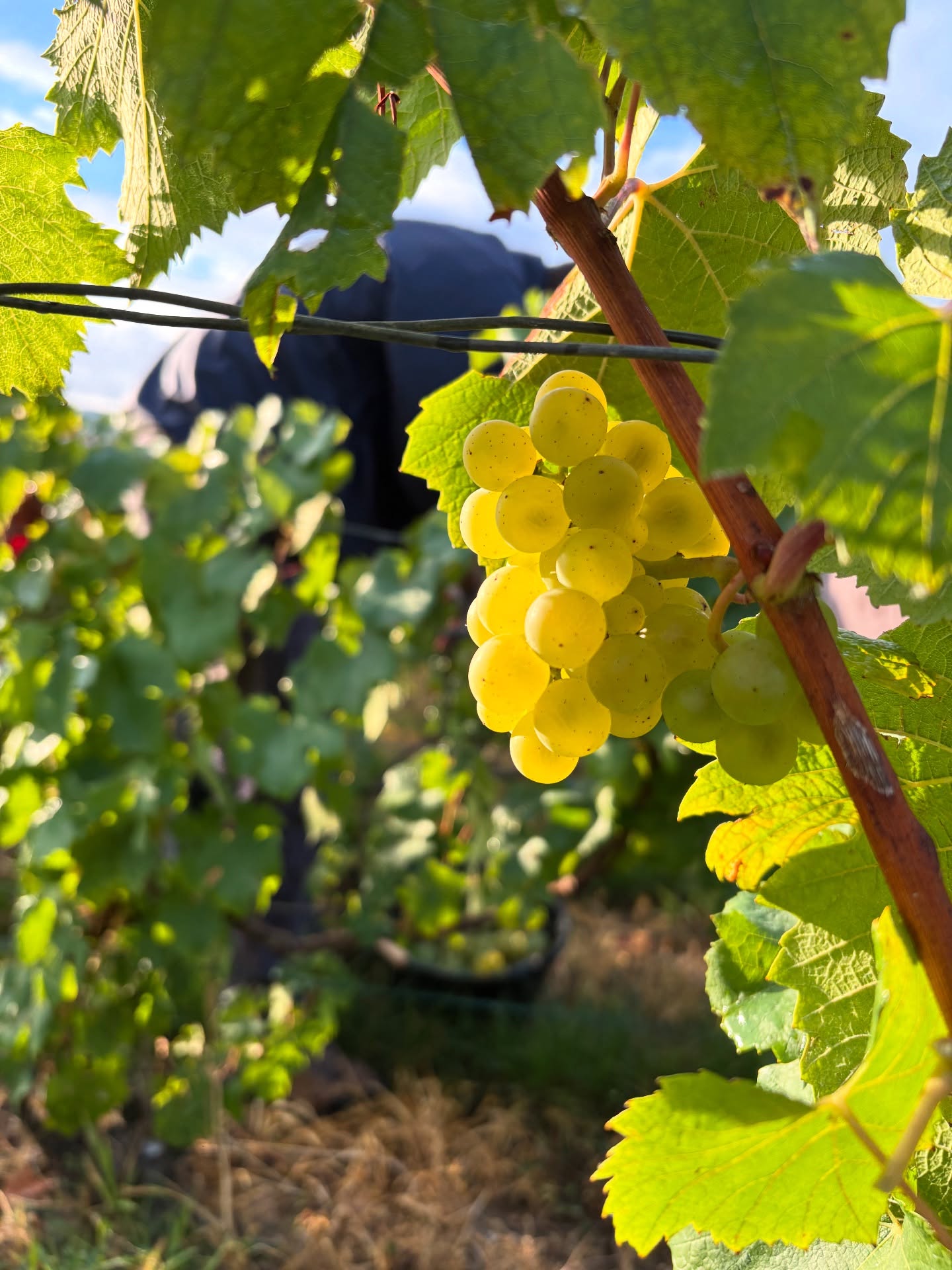 Clap de fin pour nos vendanges 2025 ! 🍇
Chaque grappe cueillie à la main est une promesse de belles bulles à venir 🥂
Il ne nous reste plus qu’à laisser la magie (et le travail), opérer en cuverie pour obtenir nos champagnes d’exception dans quelques années !🍾
#ChampagneBrassart #Vendanges2025 #VendangesEnChampagne #Champagne #Chardonnay #PinotNoir #Meunier