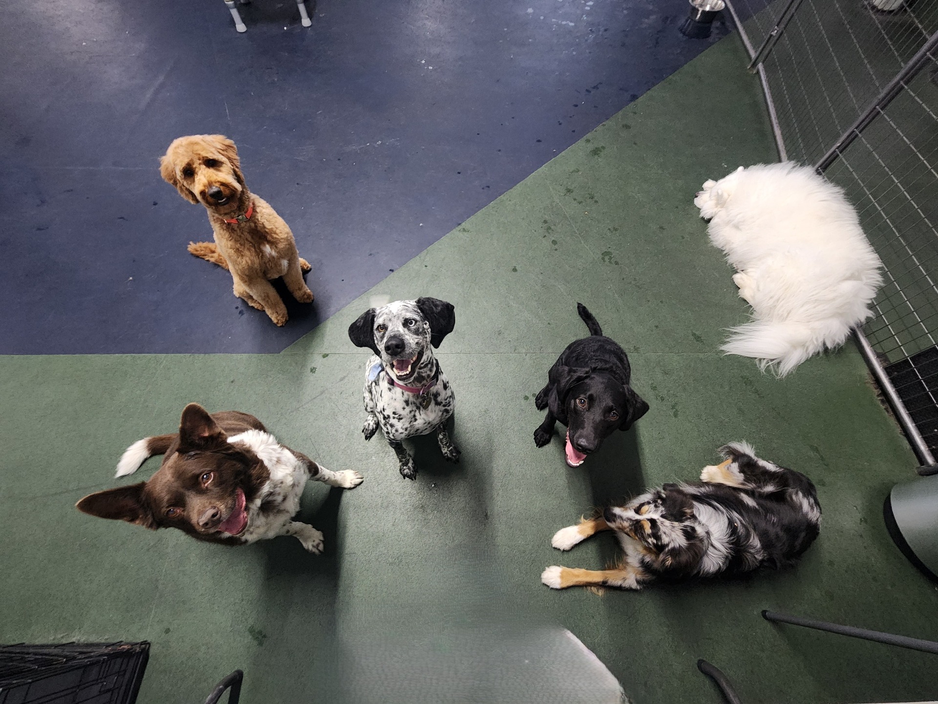 Tail wagging Wednesday