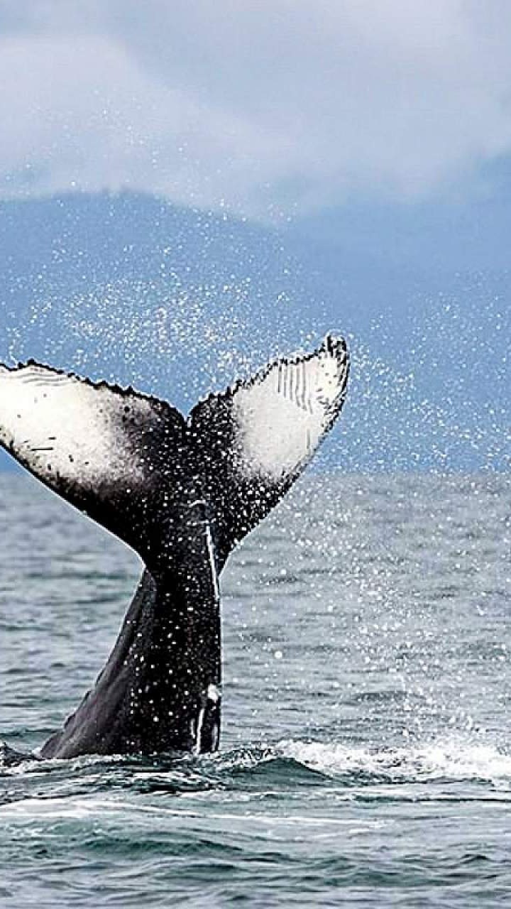 Whale season is here! 🐋 From July to October, humpbacks make their way along our coast - one of the best times of year to witness these giants of the ocean.
#costaricarealestate #investinparadise #costaricaliving