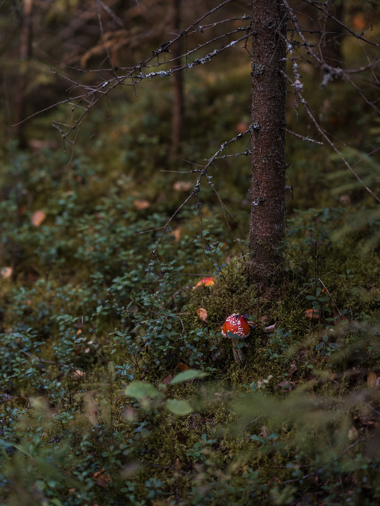 A little forest therapy goes a long way 🌿