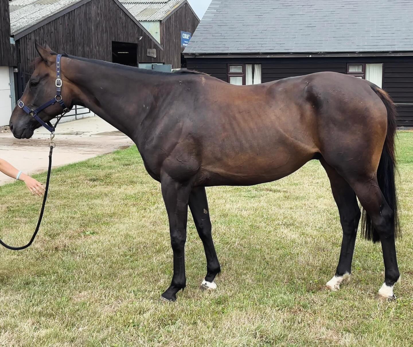 Our Colin Tizzard Racing Club horse, Wild Wescht - Shares available. Days out at the races / mornings on the gallops and great fun along the way!
Contact Simon on 07974170149