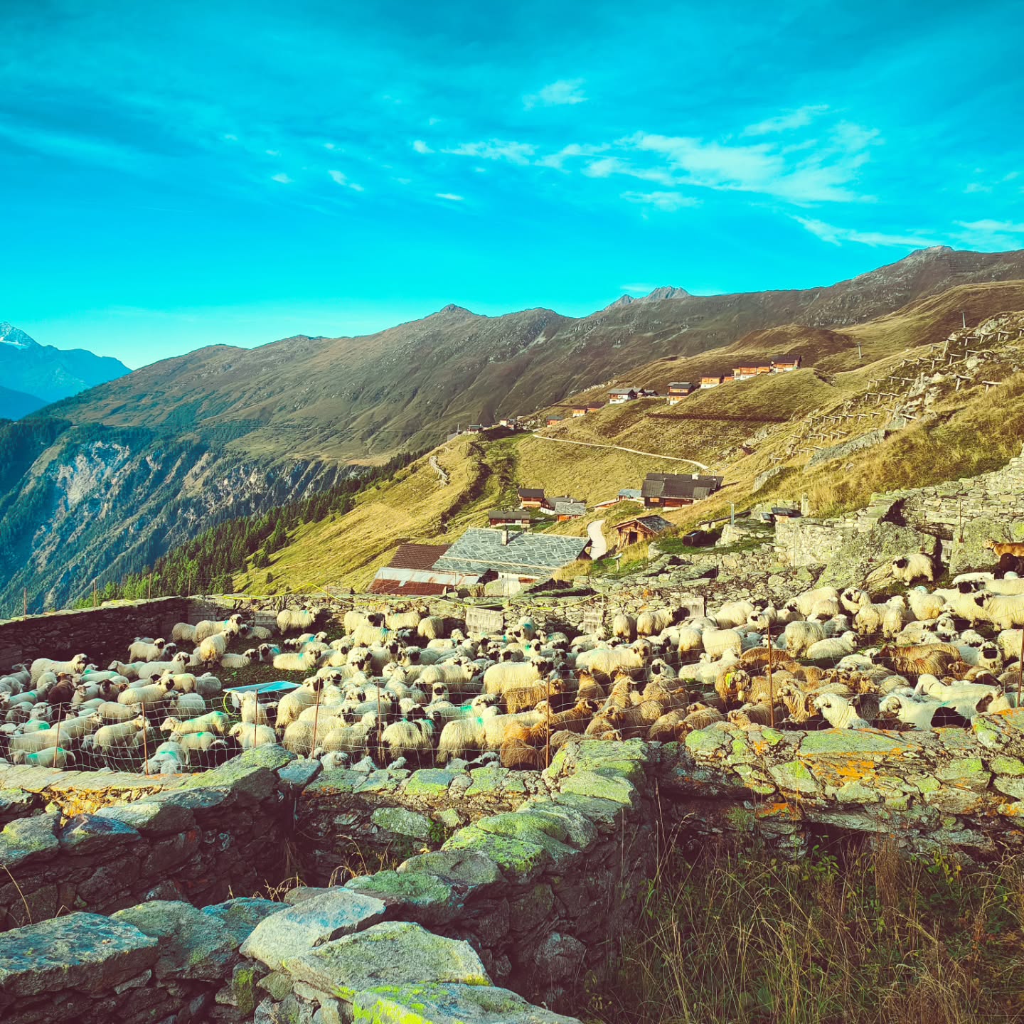 Es geht Schlag auf Schlag
Das Schäful-Wochenende auf der Belalp ist bereits vorbei – ein Erlebnis, das jedes Jahr aufs Neue begeistert.
Unsere Schafe bleiben aber noch eine Weile auf der Alp und auch die Ziegen verbringen die nächsten Wochen dort oben in der Bergidylle. ⛰️🐑🐐
#brandeija #schäful #belalp #walliserlandschaf