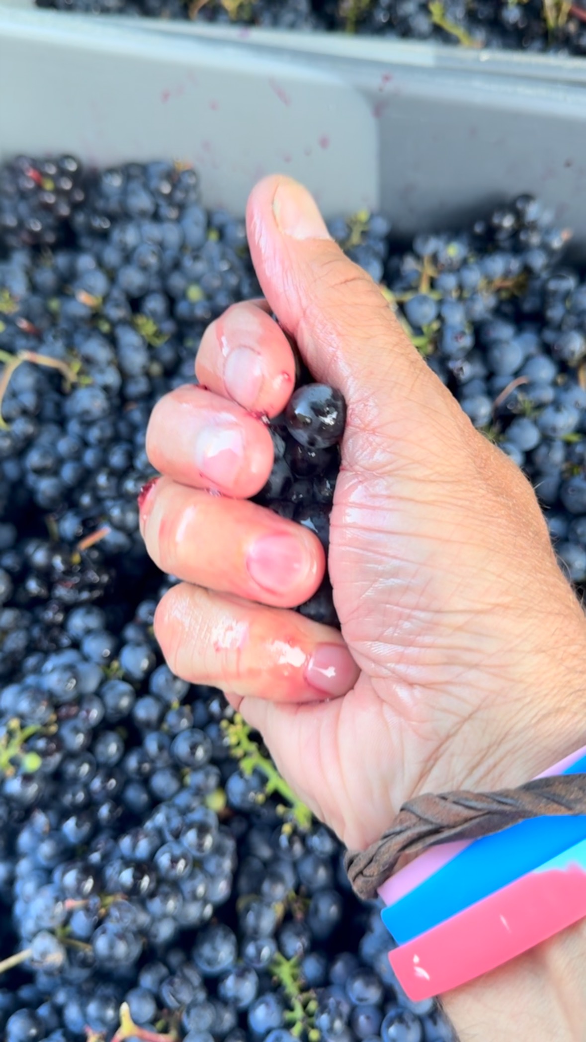 Triomphe dâAlsace đ đ§ââ