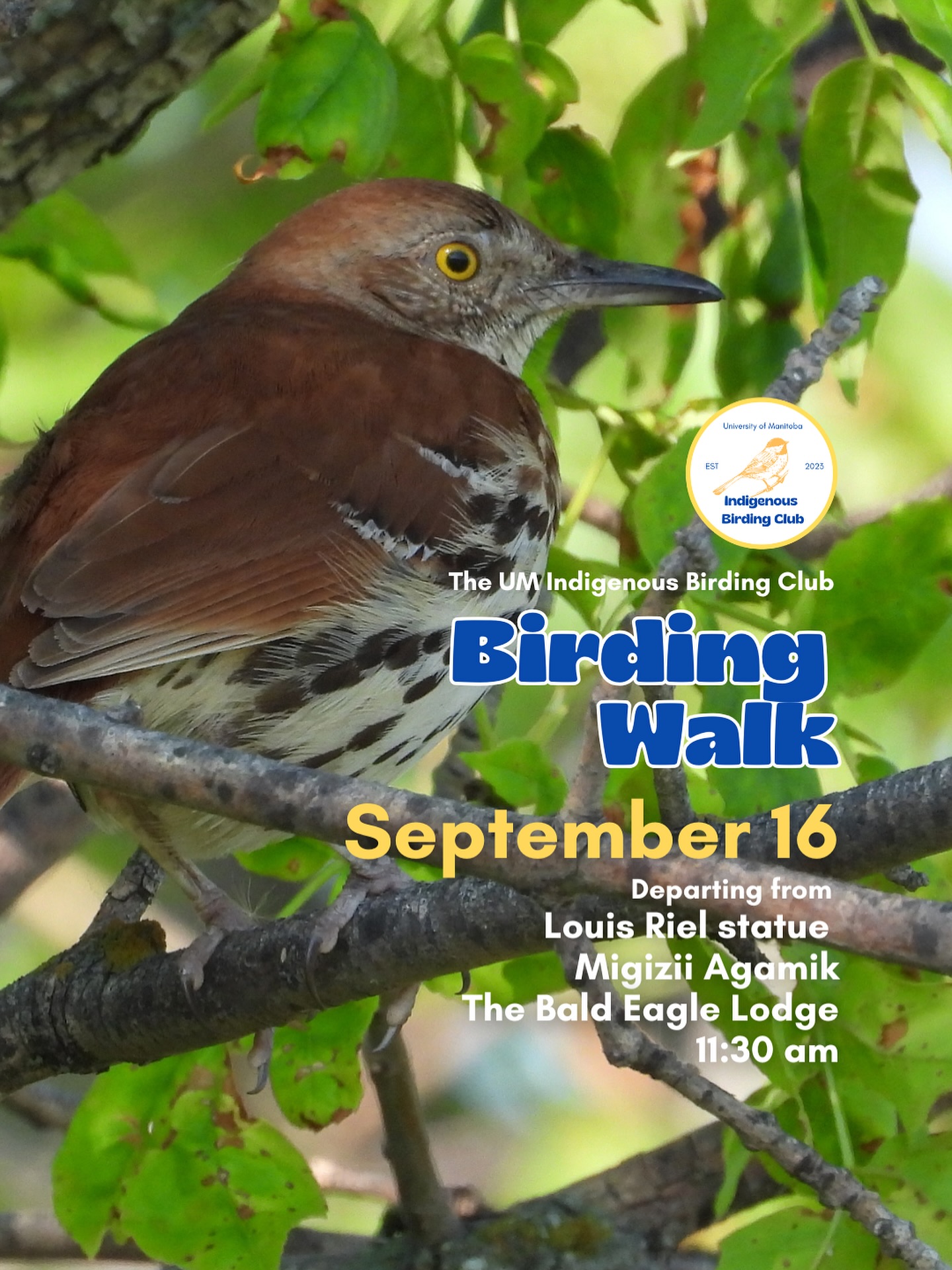 Join us on September 16 for a relaxed, 1.5-hour birding walk that begins at Migizii Agamik – The Bald Eagle Lodge. We’ll gather at 11:20 am by the Louis Riel statue, with the walk starting promptly at 11:30 am. The walk will take us to King’s Park, or another nearby location, at a leisurely pace, allowing us to enjoy the sights along a mix of pavement, grass, dirt, and gravel paths. The terrain is mostly flat, with just a few gentle slopes.
These walks are open to BIPOC (Black, Indigenous, and People of Colour) folks and allies who share our belief that birding is for everyone, regardless of experience. Whether you’re new to birding or a seasoned enthusiast, we welcome you to join. Just dress for the weather and be sure to bring sunscreen and water. If you don’t have your own binoculars, we have some available to borrow.
Our walks are an opportunity to connect with nature, build community, and learn from one another in a relaxed and supportive environment. Feel free to participate at your own pace. There’s no need to stay with the group the entire time, and you’re welcome to come and go as you please.
Accessibility Information:
The walk covers a variety of paths, including pavement, grass, dirt, and gravel, with mostly flat terrain and a few gentle slopes.
Washrooms are available approximately halfway along the walk.
If you need assistance or have specific accessibility requirements, please let us know in advance so we can do our best to accommodate you.
Parking:
Please note there is NO free parking on campus M–F from 8:30 AM to 4:30 PM. Parking is available for a fee in the Parkade and at metered spaces.
We look forward to seeing you there!
Photo: @justinleerasmussen
@umindigenous @um_metis
