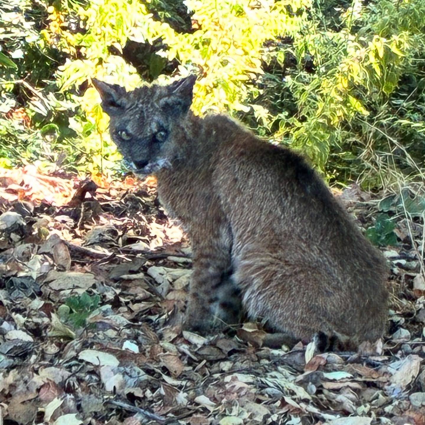*LOCAL BOBCAT WITH MANGE*
Unfortunately, this bobcat spotted on the west side of Morgan Hill near Machado Creek, is inflicted with a health issue called mange. Mange typically is a secondary issue we see with animals who have consumed poison left out for rats or squirrels.
In Morgan Hill and local surrounding areas, we have seen an increase in bait boxes and tubes with poison left out as a means to get rid of unwanted rodents. This is not the answer or even a constructive means to an end because as you can see below, it also affects the predator that would naturally hunt these animals.
Poison is never the answer. We understand issues with rodents but please look for alternative means instead of putting out poison that will spread and remain indefinitely in the environment.
What other methods you ask? Great question! This is where Raptors Are The Solution (RATS) @raptorsarethesolution comes into the conversation. They are an organization completely dedicated to ridding our environment of dangerous poisons. They have a full website that lists humane companies and methods to use as well as other educational materials to understand the full danger. You can find that information here or the link in our bio:
https://raptorsarethesolution.org
Please, please local community… we urge you not to use poisons of any kind. It’s dangerous and harmful. These animals who ingest it die a slow and painful death. It then travels up the food chain, wreaking havoc on any animal it gets into.
If you can, please share this vital information so everyone can know there are options out there.
#wildlife #ratpoison #bobcat #rodenticide