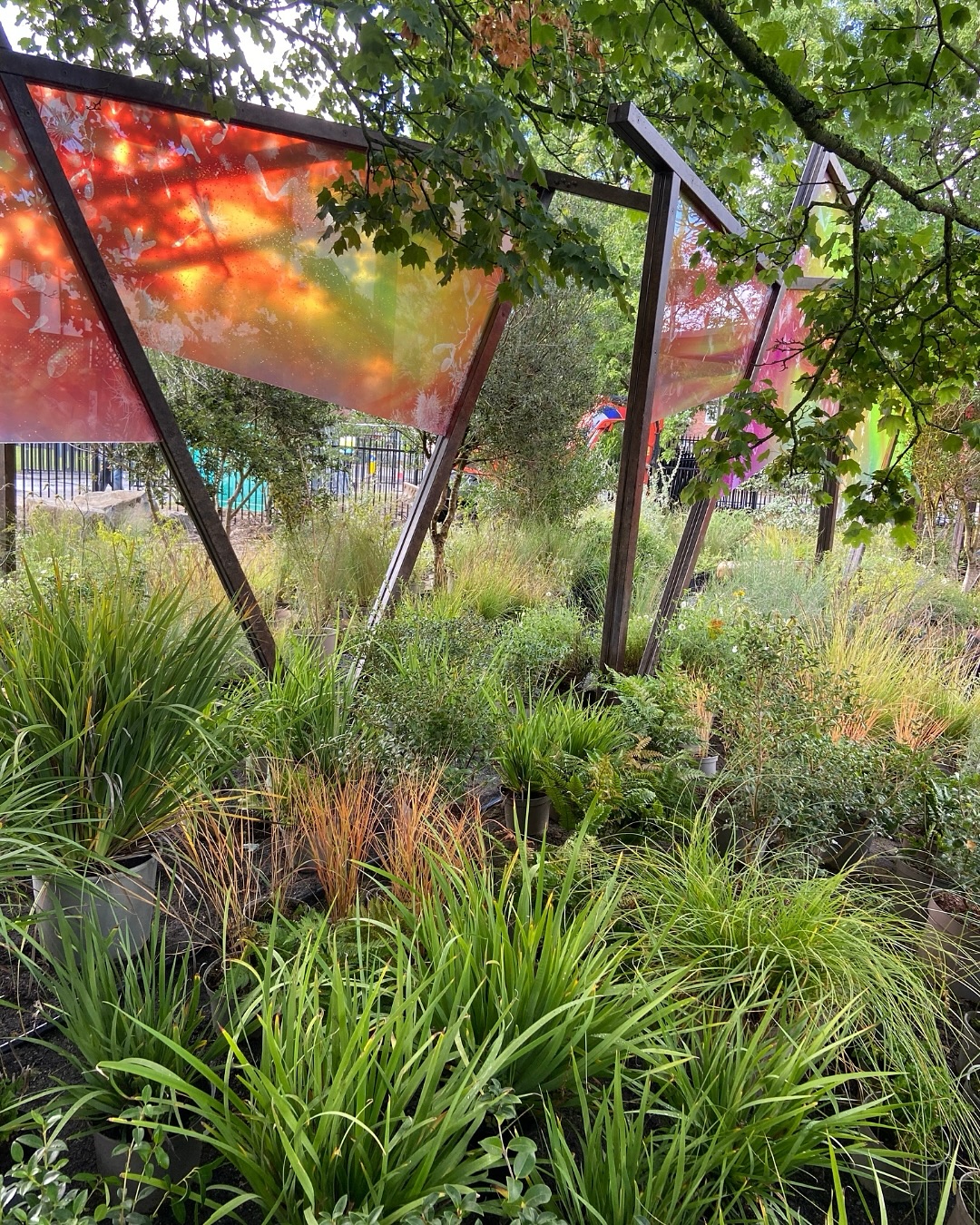 Chelsea Flower Show relocation update!
Our Chelsea garden relocation to Uxbridge College is nearing completion and looking fantastic!
The screen-printed glass panels are in, bringing a burst of colour to the space, and we’re lucky to be working around some beautiful mature trees, including an incredible oak that gives the garden a wonderful sense of character.
The basalt gravel paths and kerbstones are in place, marking out the layout. We started planting this week and it’s been great getting some of the planting team back together! Next comes the furniture!
On this much bigger site, the garden will be a brilliant resource for students on King’s Trust programmes and the wider college community, a place to relax, socialise, and get hands on with gardening!
Many thanks sponsors @omazeuk @elemis_uki & @project.giving.back for making this possible!
⸻
ABOUT: Joe Perkins Design is a multi-award-winning landscape design consultancy, creating innovative outdoor spaces that celebrate the environment, wildlife, and biodiversity. Working across the UK and internationally, we partner with clients who share our passion for sustainable and visionary design. Discover more about our work at: www.joeperkinsdesign.com