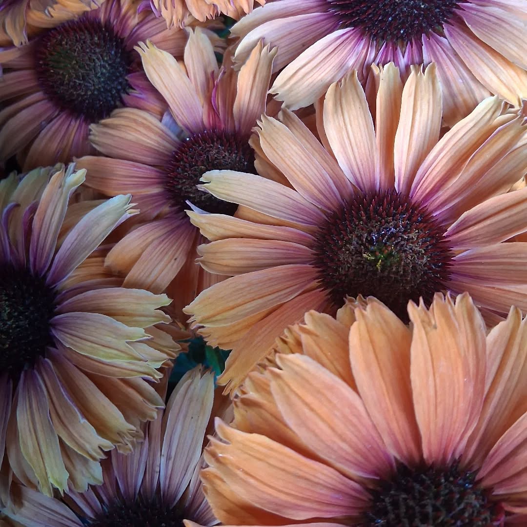 Too gorgeous
Wishing you a lovely week
#blooms
#September
#echinaceaflower