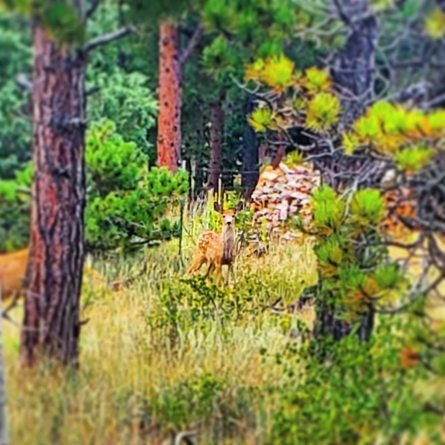 See Colorado wildlife on an ebike adventure.
#colorado #visitdenver #thingstodoindenver #denvertourism #biketouring #ebiketour #coloradotours