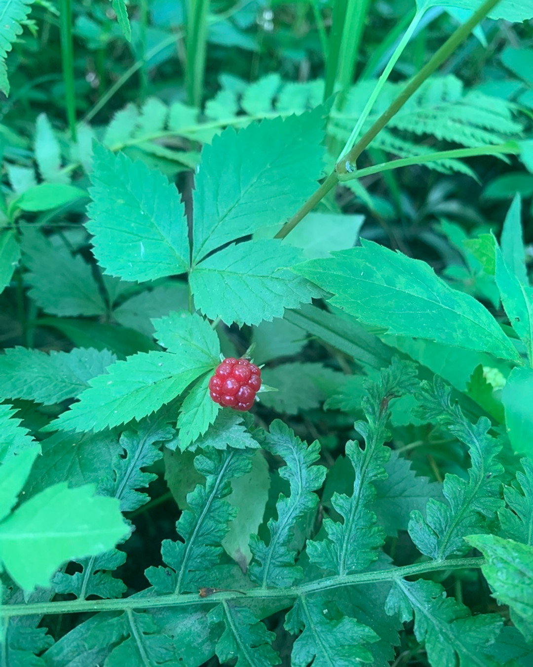Looking for a unique addition to your garden? The Dwarf Raspberry is not only beautiful but also a great food source for birds and mammals! 🌱💚 #DwarfRaspberry #GardeningGoals #PlantLove #Rubus pubescens