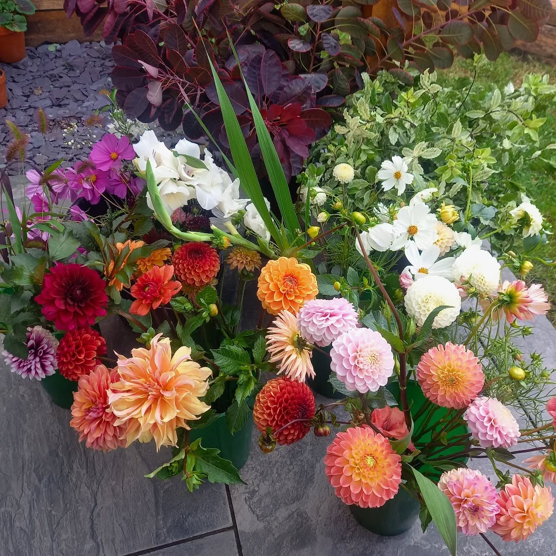 Gorgeous locally grown beauties to work with today. Thank you so much @herbanddahlia ❤️
#britishflowers
#dahlia
#latesummerflowers
#surreywedding
#londonwedding
#carshalton
#carshaltonbeeches