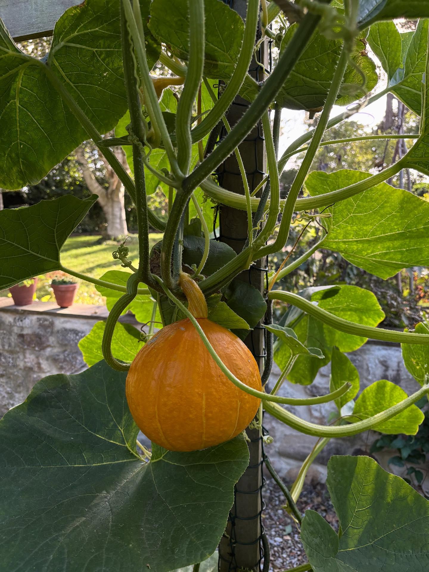 So ends a glorious, hot, dry summer of events and flower fun. Today’s final group charitable visit was for the Patrons of #riponcathedral with guest The Very Rev’d Dean John Dobson for whom I gave a talk, tour and demo on how to grow dahlias for a cutting garden. Time to now assess what has survived the drought well, redesign some borders accordingly, plant lovely new bulbs and mulch everywhere. We’ve also numerous garden themed talks on the winter diary. Always something horticultural to look forward to 🌷#gardentalks #gardenopenforcharity #gardenersofinstagram🌱#dahliaseason
