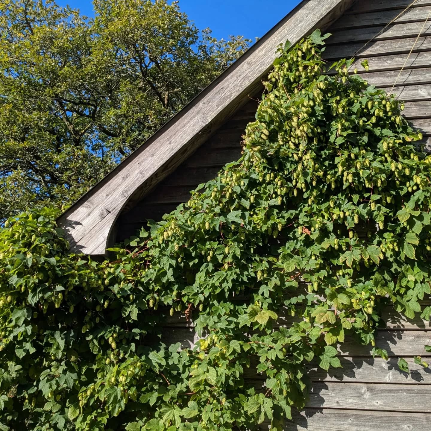 Green hop beer day @bluestonebrewingco . A bumper crop. 30 kilos picked from the gardens of Cilgwyn to be made into this year's brew of Neck of the Woods. Can't wait...
#greenhopbeer
#newportpembs
#cascade
#beer