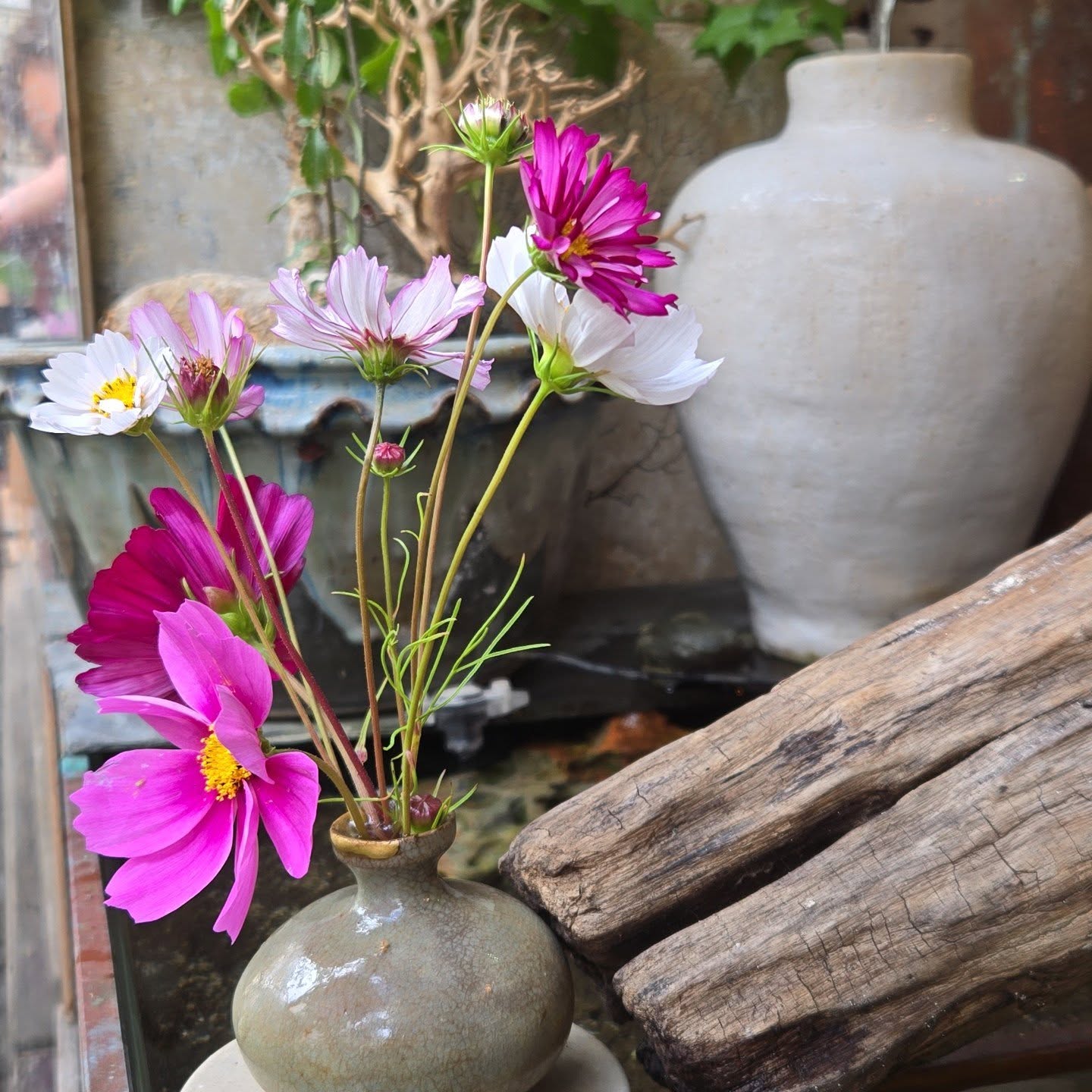 Cosmos, simples, gracieux, efficaces...