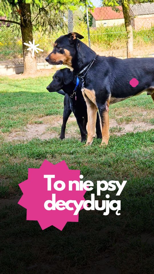 🎥 „Stado to nie przypadek”
Nie wrzucamy psów razem na podwórko i nie liczymy, że „same się dogadają”. To tak nie działa. I nie powinno.
Każdy pies, który trafia do Merdu-Merdu, jest inny. Jeden chce mieć kumpla do biegania, drugi woli po prostu poleżeć obok, a trzeci potrzebuje jeszcze przestrzeni. Każdy pies jest inny i potrzebuje czegoś innego. To tak jak z ludźmi 😉
Dlatego zanim pies wejdzie do stada, obserwujemy go. Powoli wprowadzamy. Dajemy czas, miejsce i nasze wsparcie. Stado może dawać psu dużo — uczy komunikacji, bycia psem, pomaga się odstresować. Acz tylko wtedy, gdy pies jest na to gotowy.
I właśnie dlatego człowiek ma tu ogromne znaczenie. To my tworzymy warunki. Nie chodzi o kontrolę dla kontroli. Chodzi o bezpieczeństwo i spokój.
Nie każdy pies musi żyć w grupie. Ale jeśli już to robi — to chcemy, żeby dobrze się z tym czuł.
👉 Obserwuj nas, jeśli chcesz zobaczyć, jak może wyglądać mądre życie w psim stadzie.
Masz pytanie albo wątpliwości? Pisz śmiało.
#merdumerdu #psihotel #psianiania #mądrełączeniepsów #psiakomunikacja #psieżycie #warszawa #sochaczew #nowydwórmazowiecki #stadopsów #pieswhotelu #psiakomunikacja