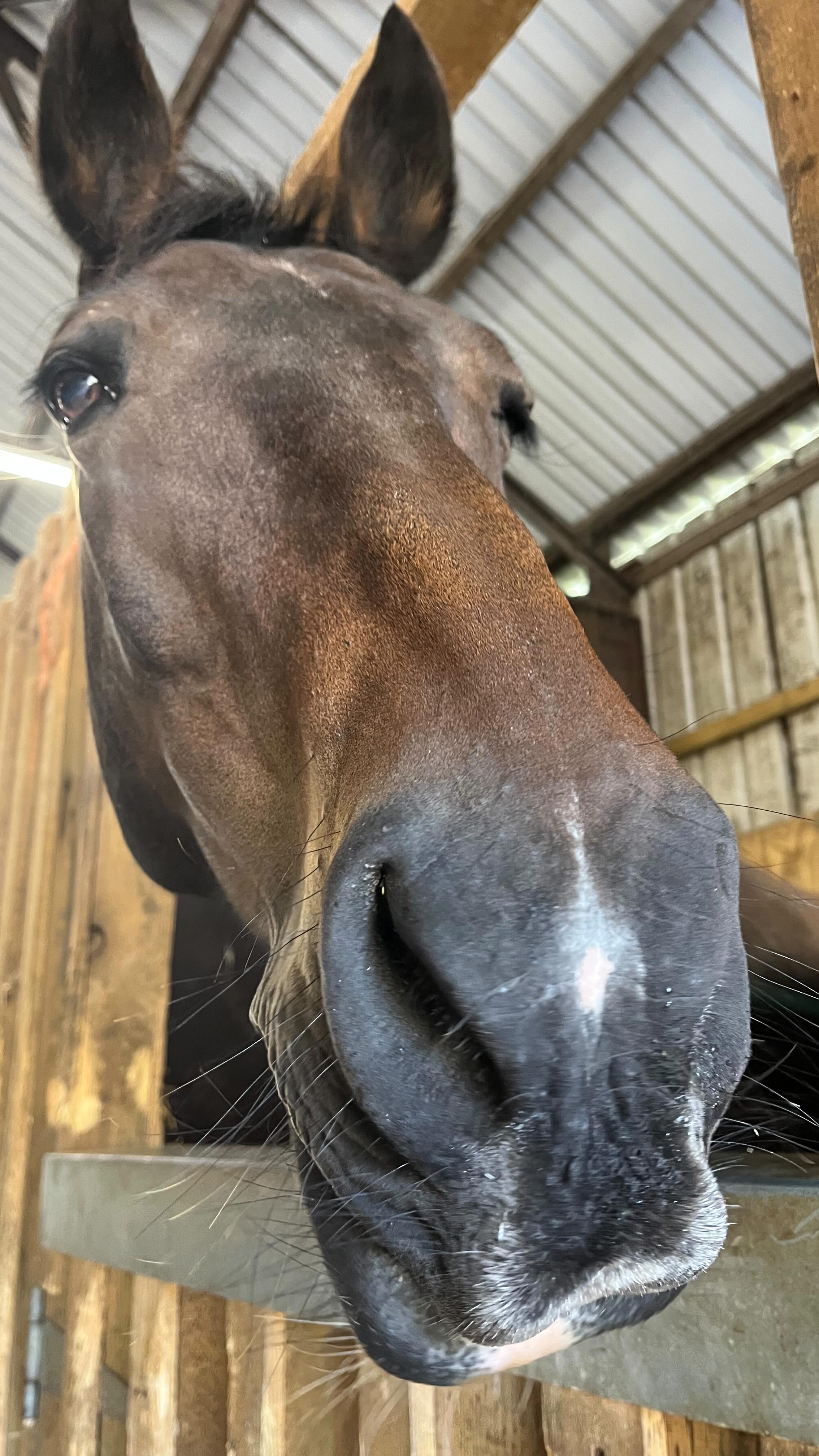 @adulttrainingcamp bringing animal communication & tarot readings @forestedgearena feeling very blessed 🐴🙏🏻💞💫