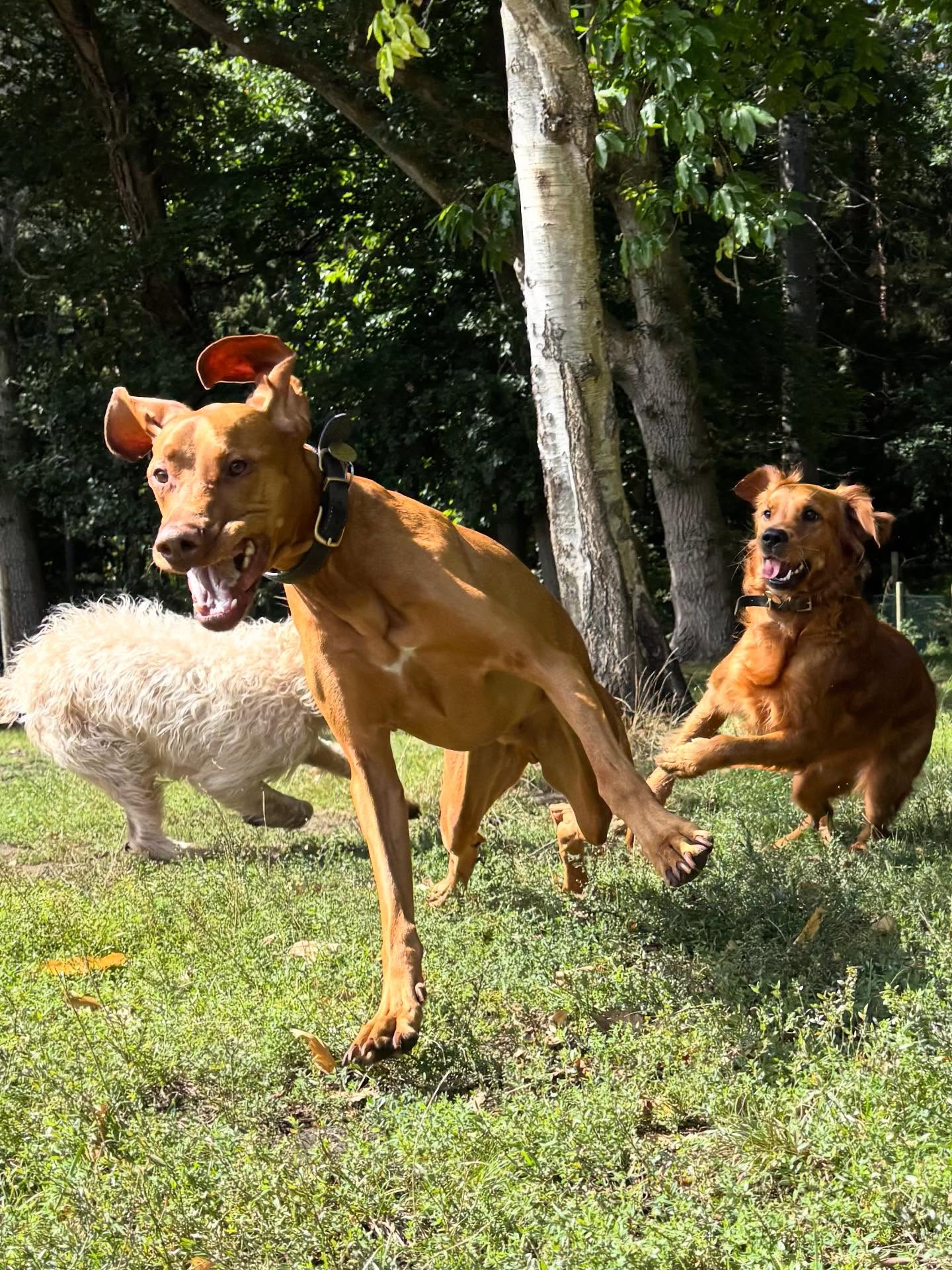 Zoomies level: Olympic sprint team 🐾💨 Nothing but flying ears, big grins, and a whole lot of chase-the-tail energy! #ZoomieSquad #CatchMeIfYouCan #HappyPawsInMotion
