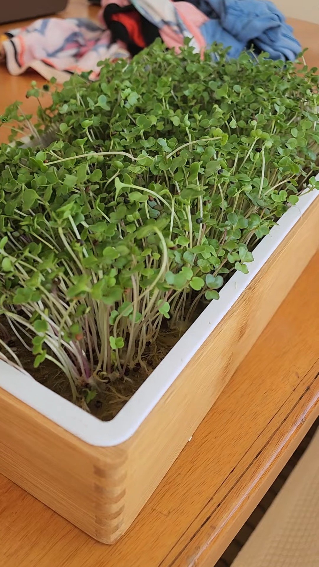 Sailing to remote places means fresh produce is rare and expensive.
So this season I decided to try something new - growing sprouts on board.
The kit made it so easy that I instantly fell in love with it.
Fresh, crunchy greens right on our boat.
.
#BoatLife #SailingFamily #FollowThe5un #LifeAtSea #CruisingFamily #NomadicFamily #DigitalNomadLife #TravelWithKids #LiveYourDream #sprouts #BoatHacks