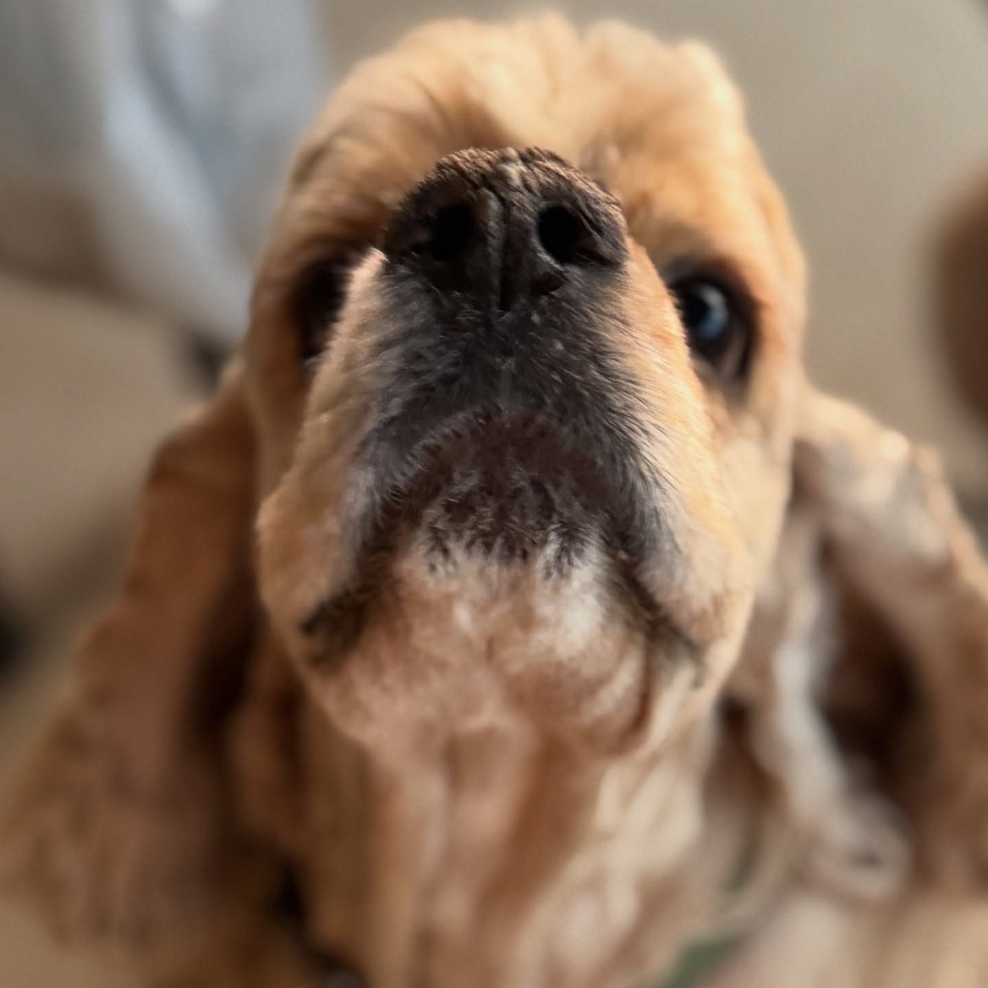 Annie & Oliver were exceptional beggars
#petsitter #dogs #doglover #boerne #fairoaksranch #petlovers #bordercollies
