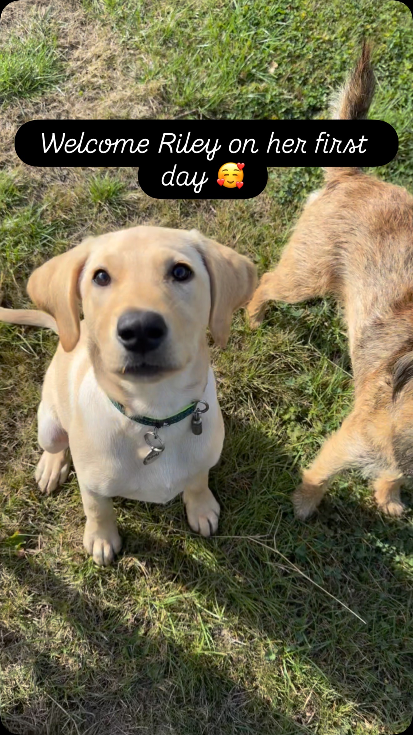 Welcome to the beautiful Riley on her first day. A super confident puppy even at 14 weeks.  She has done so well. #doggydaycareuk #castledonington #itsadogslife #firstday #puppy
