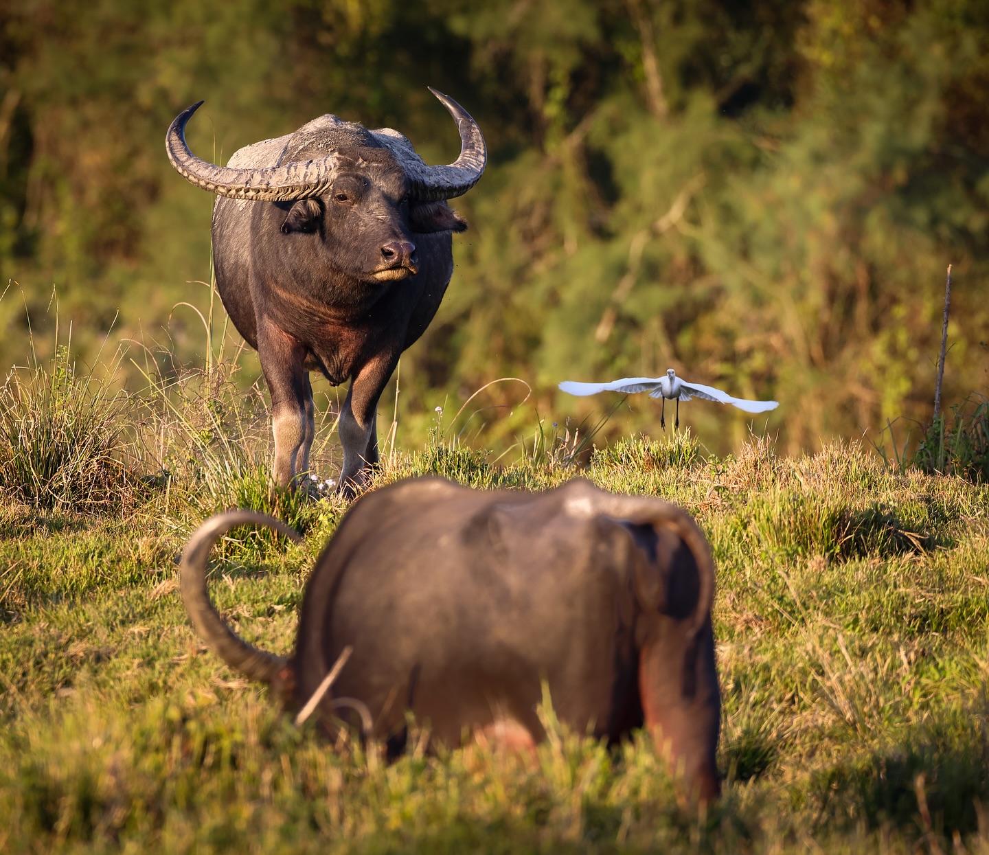 Along the mighty Brahmaputra, the national parks burst with life, sheltering an astonishing diversity of wild beings. On our river cruises, nature in all its raw, unspoiled glory takes centre stage and that we #lovewithabncruises ⚓️
Photo credits @fabian_gysel 🙏
#assambengalnavigation
#brahmaputrarivercruise
#rivercruiseindia
.
.
.
#expeditioncruises #brahmaputracruise #rivercruiser #conscioustravel #northeastindiatravel #assamcruise #kaziranganationalpark #naturecruise #adventurecruise