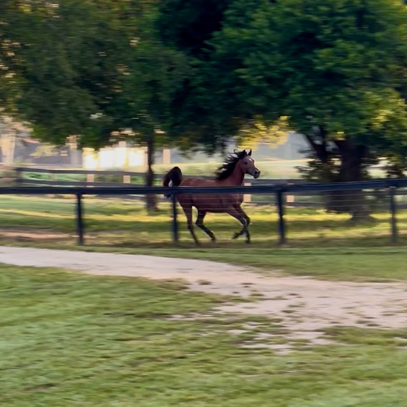 Two new training horses to kick off the end of the summer and heading into fall (and perfect weather!). Welcome Ghalia and Khadwick to the program 🥰.
With Khad’s arrival yesterday, we now have a full house for September! Ghalia will be going home at the end of the month and so I will have just one full training spot available for the months of October and November, but am booked again in December.
I did want to clarify what encompasses full training board for those who may be curious as it is a pretty vague umbrella term and doesn’t just cover dressage training.
I offer this package to those who are needing more extensive help with their horses. This could be due to a need for physical or behavioral rehabilitation. Physical rehabilitation could look like horses that have come out of rehabbing soft tissue and are ready to take the next steps, have had bad accidents where there wasn’t an “injury” per se but they still aren’t quite right, the “sound” ridden horse who has been ridden inverted or with improper saddle fit/shoeing for a prolonged period of time and needs to learn how to carry themselves correctly. This ties into movement and postural rehabilitation for horses going under saddle as well. But doesn’t encompass horses with acute injury who need medical attention and care to heal.
Behavioral rehabilitation or training looks more like a horse who may have come to you from unclear circumstances, but has reactivity to being worked with. Horses who seem to have faced harsh training or trauma in the past, shut down horses who go through the motions but have become checked out, or even youngsters who may have not had the best start to life. I like to refer to behavioral training as a form of rehabilitation as it takes time and consistency in a program to bring them back to the best versions of themselves.
And lastly, full training of course encompasses those who wish to continue to work their horses up the levels classically, with lightness, power and refinement to their mounts in a way that keeps the horse’s integrity and pride.
My work encompasses all three of these things, physical and behavioral rehabilitation, and lightness in classical Dressage