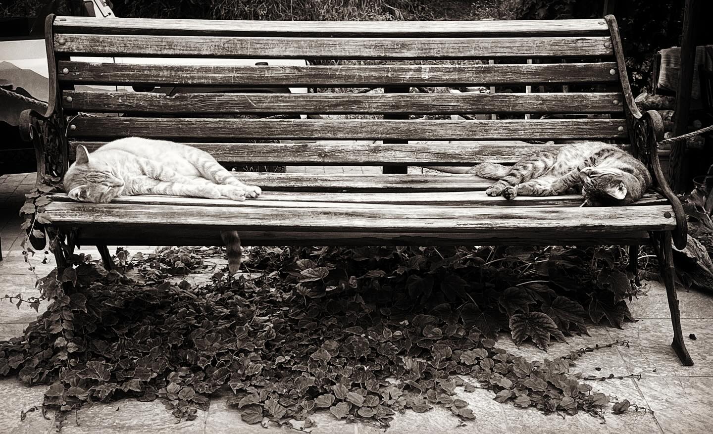 It’s a cats life at my pad in the foothills!!!! 😂