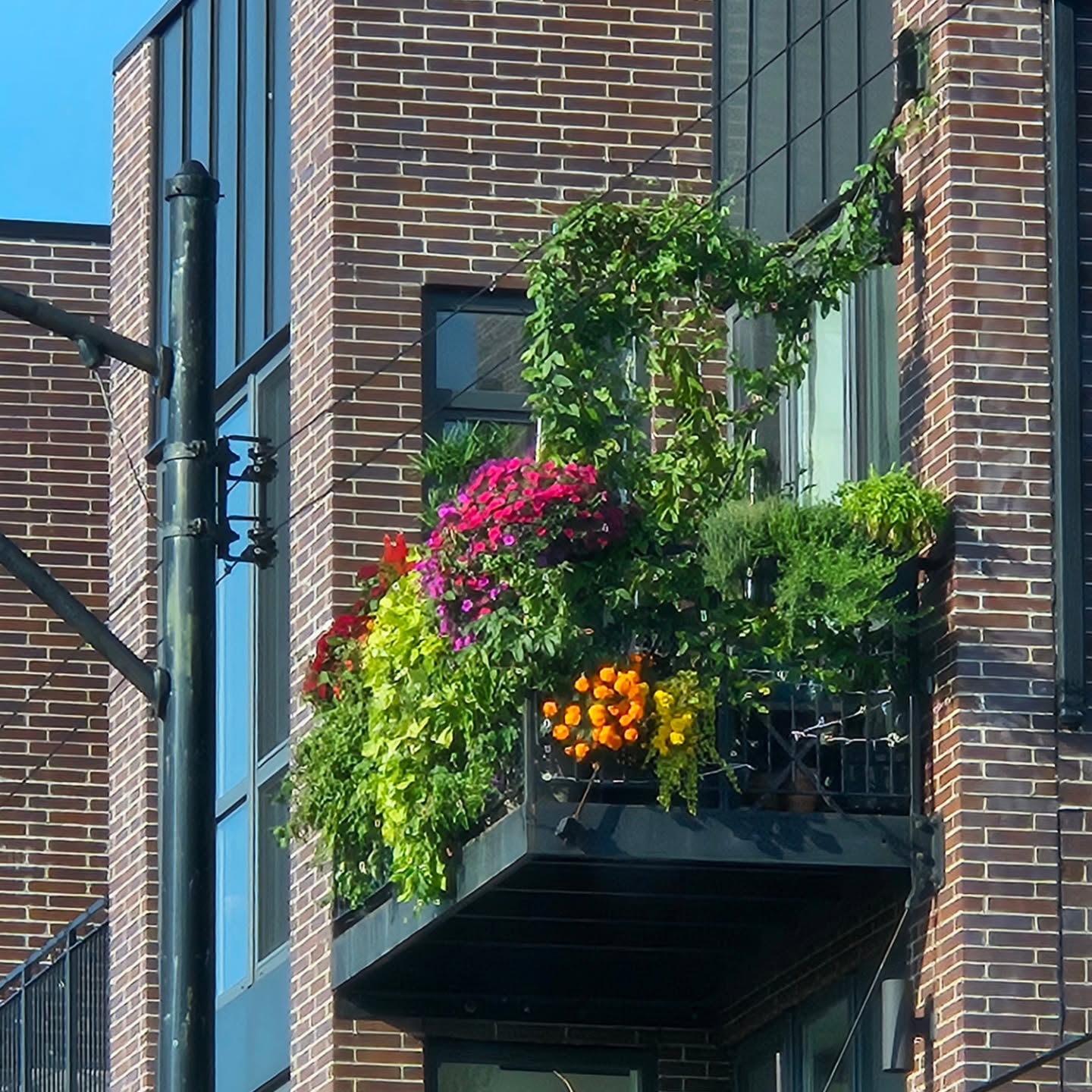 🌿✨ Urban Oasis Goals! ✨🌿
Just look at this balcony – a living, breathing piece of paradise right in the city! 🌇💚 Bursting with vibrant blooms, lush greenery, and creative vertical planting, it’s proof that no matter how much or how little space you have, you can still design your own little sanctuary. 🪴🌸🍃
Whether it’s a few pots, a window box, or a whole balcony garden, thoughtful plant choices and layering can transform any space into a retreat full of color, fragrance, and life. This is city living elevated – literally! 🌻🌺🌿
#UrbanOasis #BalconyGarden #SmallSpaceBigImpact #CityLiving #ContainerGardening #GreenSpace #PlantersParadise #NatureInTheCity #LushLiving #VerticalGarden #ApartmentGoals #OutdoorLiving #GardenDesign #UrbanGardening #GreenBalcony #CityOasis #ModernGarden #BalconyGoals #SustainableLiving #Tubloom #ChicagoBloom