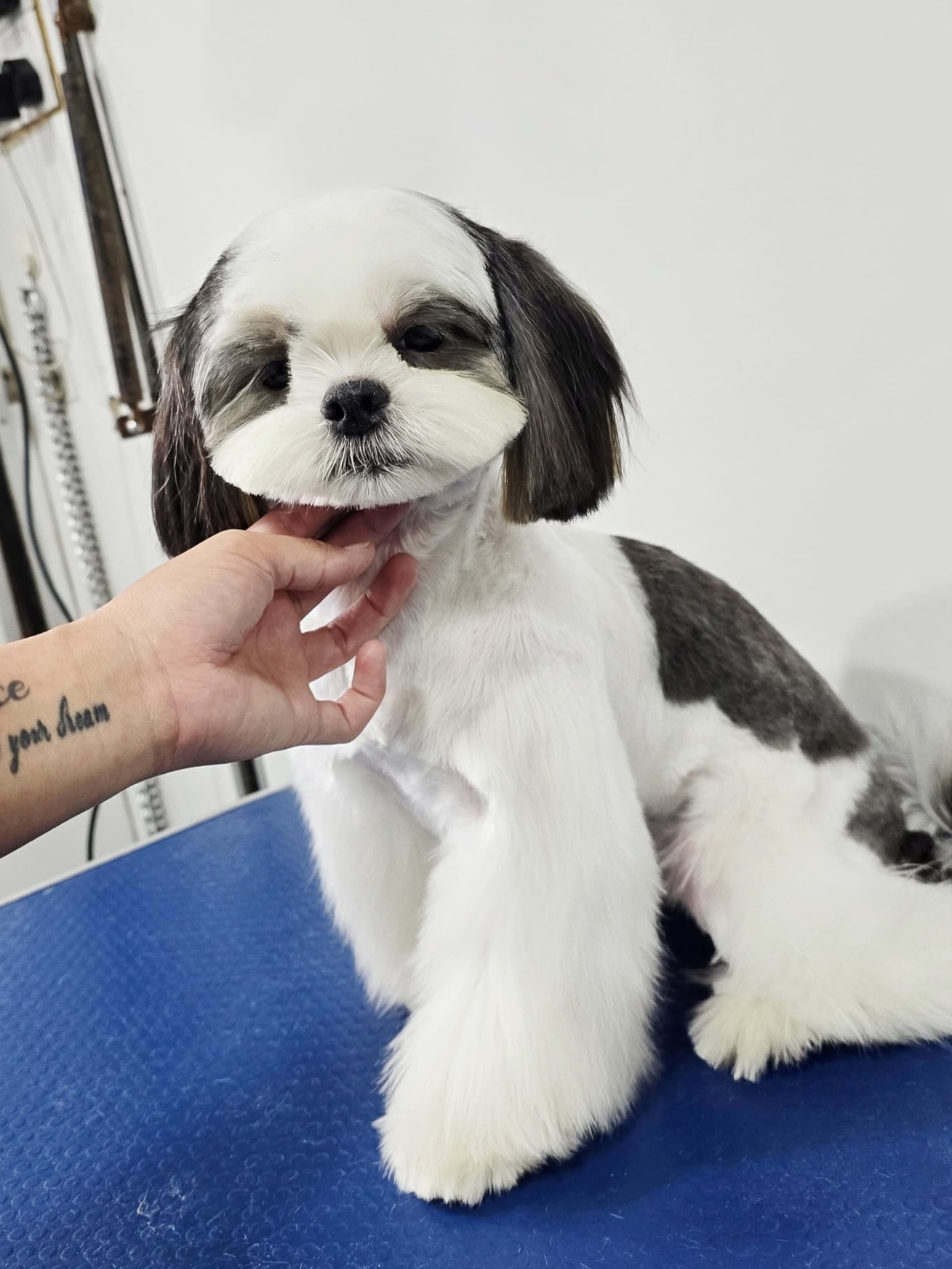 🌸 “Too cute to be real 🥹💕 looking like a little doll !”
-
-
-
-
-
-
-
#PetsMan #petmobilegrooming #doortodoorservice🚗🏡 #petlovers #petgrooming #petslove #petsgroomer #petsgroomingPetsMan 🛁🐶🐱
📍Service Area : KL / KLANG VALLEY AREA
Feel free to DM us for more info !
WhatsApp us for appointment 0175233811 ☎️