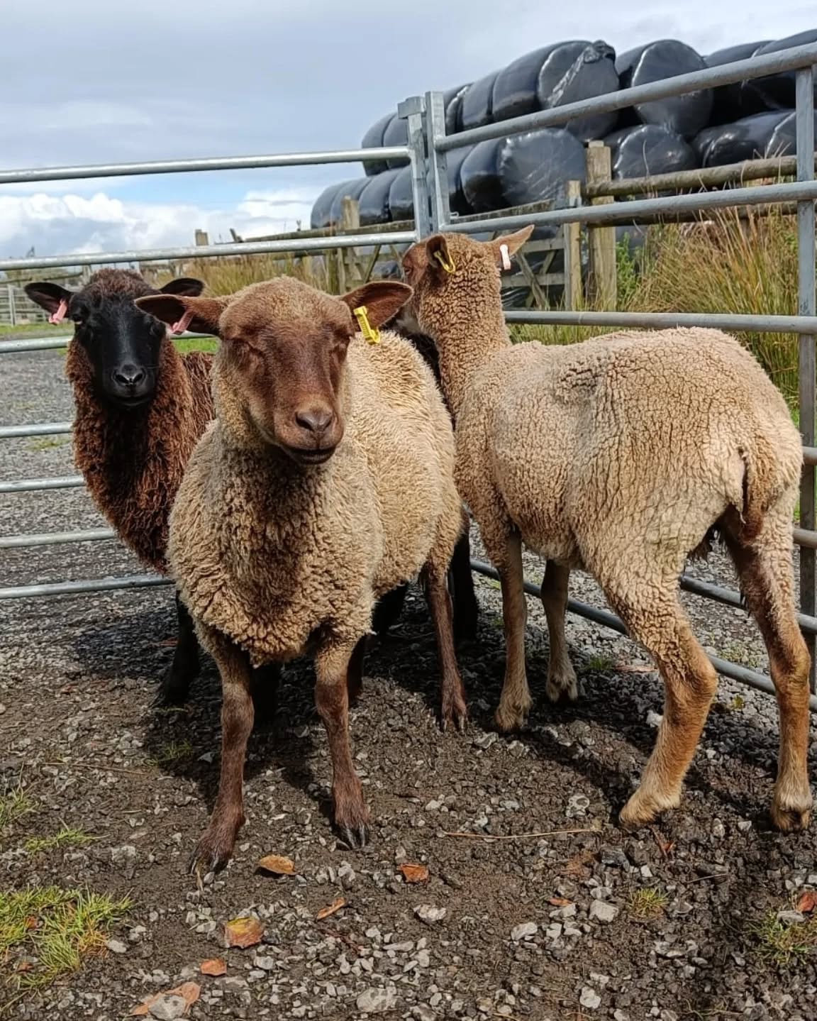 We are so excited to be collaborating with like-minded and lovely @thewovenbriar managing BB 🍑 pasture sustainably with the help of these 3 lovelies with more joining them soon.
#sustainablefarm
#sheepfleece
#crafting
#wiveliscombe