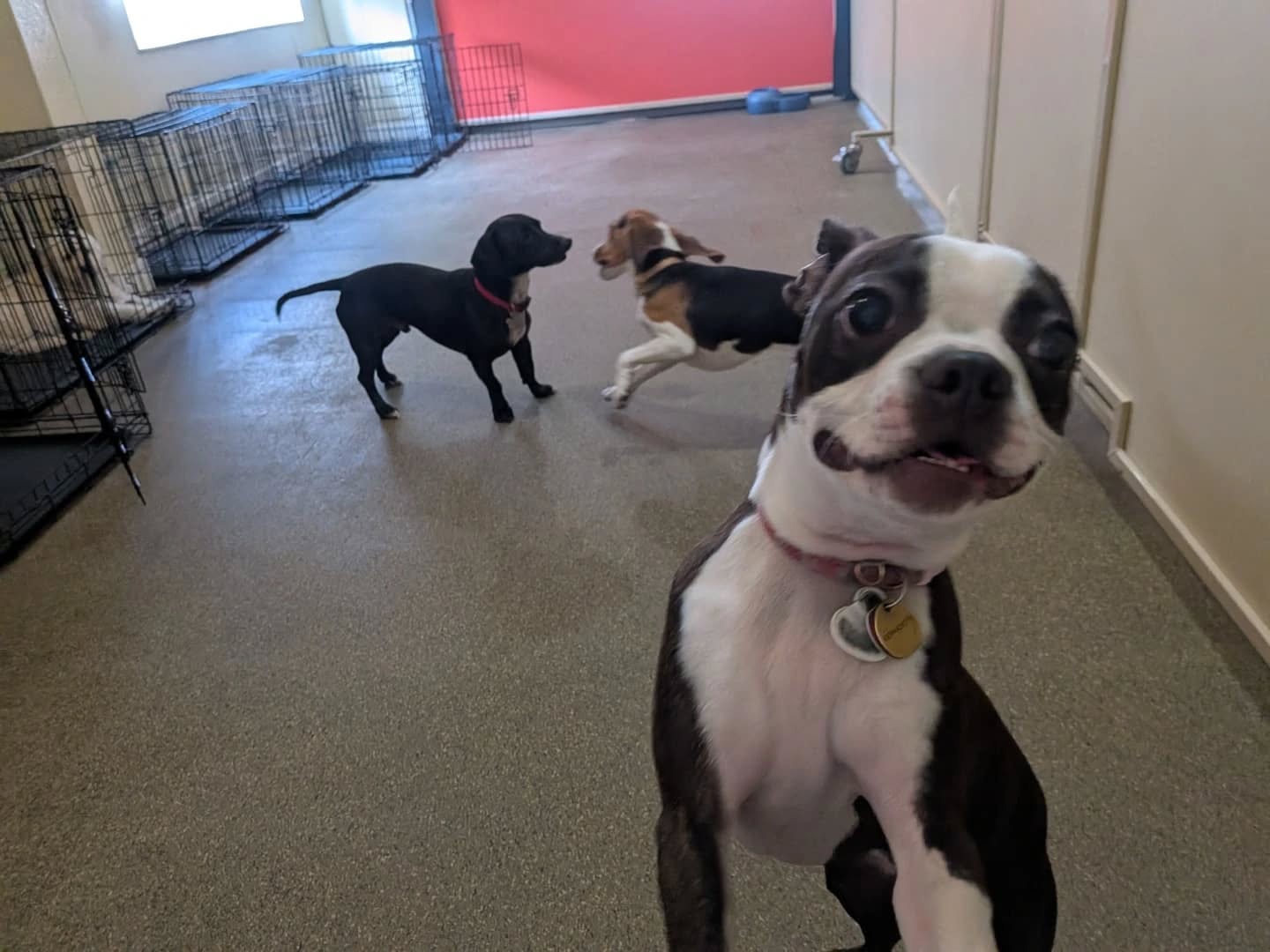For the rest of their daycare time, our pups are busy doing what they do best — playing, wagging, and having the time of their lives 🐾🐶
#DogDaycare #HappyDogsDaily #PantDogCenter #DogsOfInstagram2025 #PuppyPlaytime #FurryFriendsForever