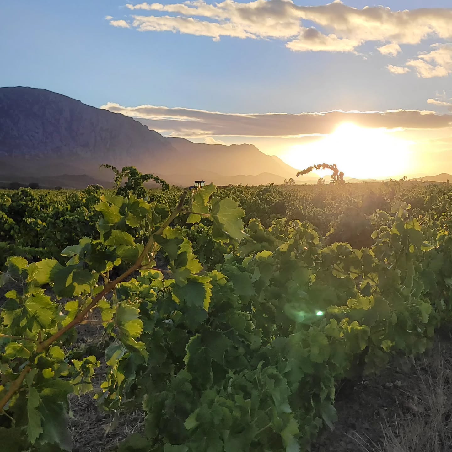 La récolte avance... blancs et rosés se terminent, demain début des rouges!
#domainelatoupie #wineroussillon #vendangesmanuelles #vinroussillon #recolte2025