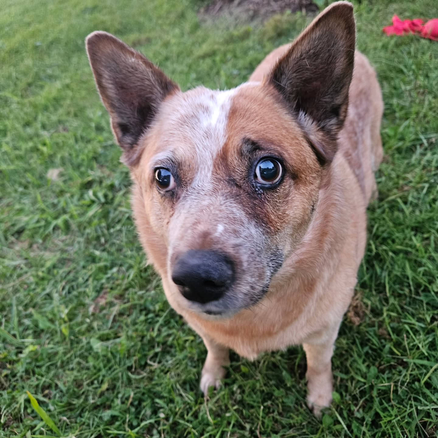 The lovely & loyal Zena!