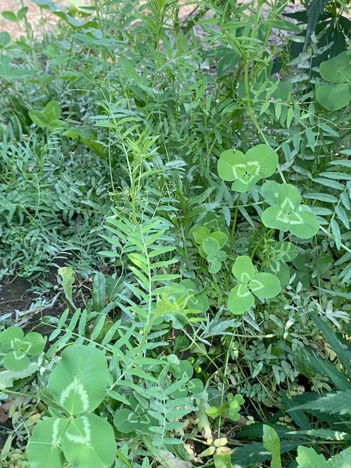 COVER CROPS - have we said enough about them yet? Standard cover cropping is usually putting something like peas, oats, vetch or clover on the fields before or after harvest as an early or late season field cover AFTER you’ve had your regular plants grow - this adds nitrogen, organic matter and other nutrients to the soil, all things needed to ensure strong plant health. Which we do! But we also use inter-seeding while our crops are growing.
Why?
By using clover and lentils - both legumes that fix nitrogen to the soil and build organic matter, we’re increasing the available nitrogen for our plants while they’re growing. You can see in our pictures the inter-seeding of lentils and clover in between our plants - so rather than just taking from or depleting the soil in a growing season, we’re feeding it at the same time. To balance the soil health and biome and ensure the nutrient level of our soil stays high.
This reduces or eliminates the need for any external fertilizers. By focusing on soil health as the priority - which should be the practice everywhere, but unfortunately it is not. Our only amendments during the growing season are kelp, organic chicken manure and mychorrizae (organic fungi) and this year, a bit of organic bat guano and some blood and bone meal. Nothing synthetic, nothing that is not organic.
Everyone could grow this way. If they focused on soil health as the main priority, instead of the constant depletion of soil that then requires heavy amendments during the next growing season. Leading to a cycle of increasing soil depletion over time and increased reliance on heavy synthetic fertilizers.
All of which is to say - we use these practices to make sure there is more love in our plants, for you.
