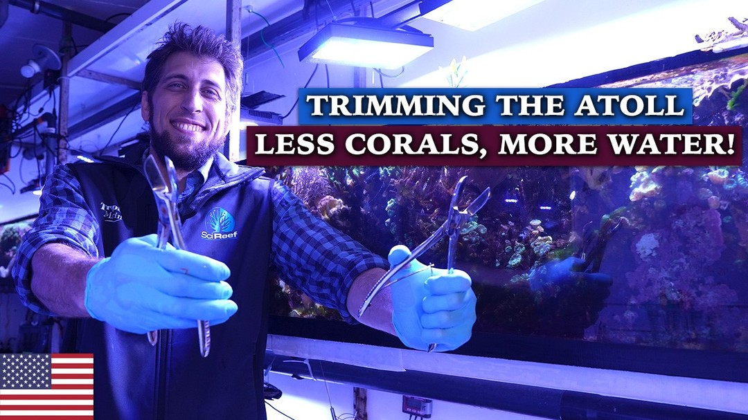Trimming the Atoll: Less corals, more water!
#tropicmarin #tropicmarintanks #tropic_marin #scireef #aquaunited
#eatsleepreef #allmymoneygoestocoral #reefporn #coralporn #reefaholics #aquarium #saltwateraquarium #nanoreef #reeftanks #euroreefers #reef2reef #reefers4reefers #vitaminsea #seafari #neytrop #seafriendlyreef #tandes #tandesmedia
@tropicmarinusa @tropicmarinbr @tropic_marinarg @tropicmarinperu @aquarium_planet_cr @seafriendlyreef @tandes.media @scireef @aqua.united.gmbh