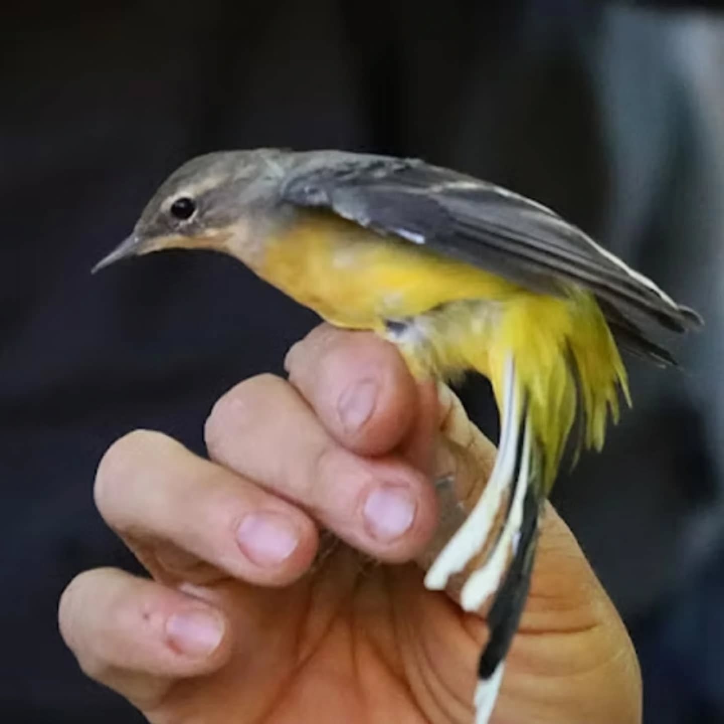 Ya disponible en la web 🖥️ la crónica del anillamiento científico 🐦 realizado en el Parque Natural Barranco del Río Dulce 🏞️.
Para conocer todos los detalles entra en el siguiente enlace (también en bio): https://asociacionaegithalos.wixsite.com/aegithalos/blog
#asociaciónaegithalos #barrancodelriodulce #Guadalajara #anillamientodeaves #vivetuespacio #castillalamancha