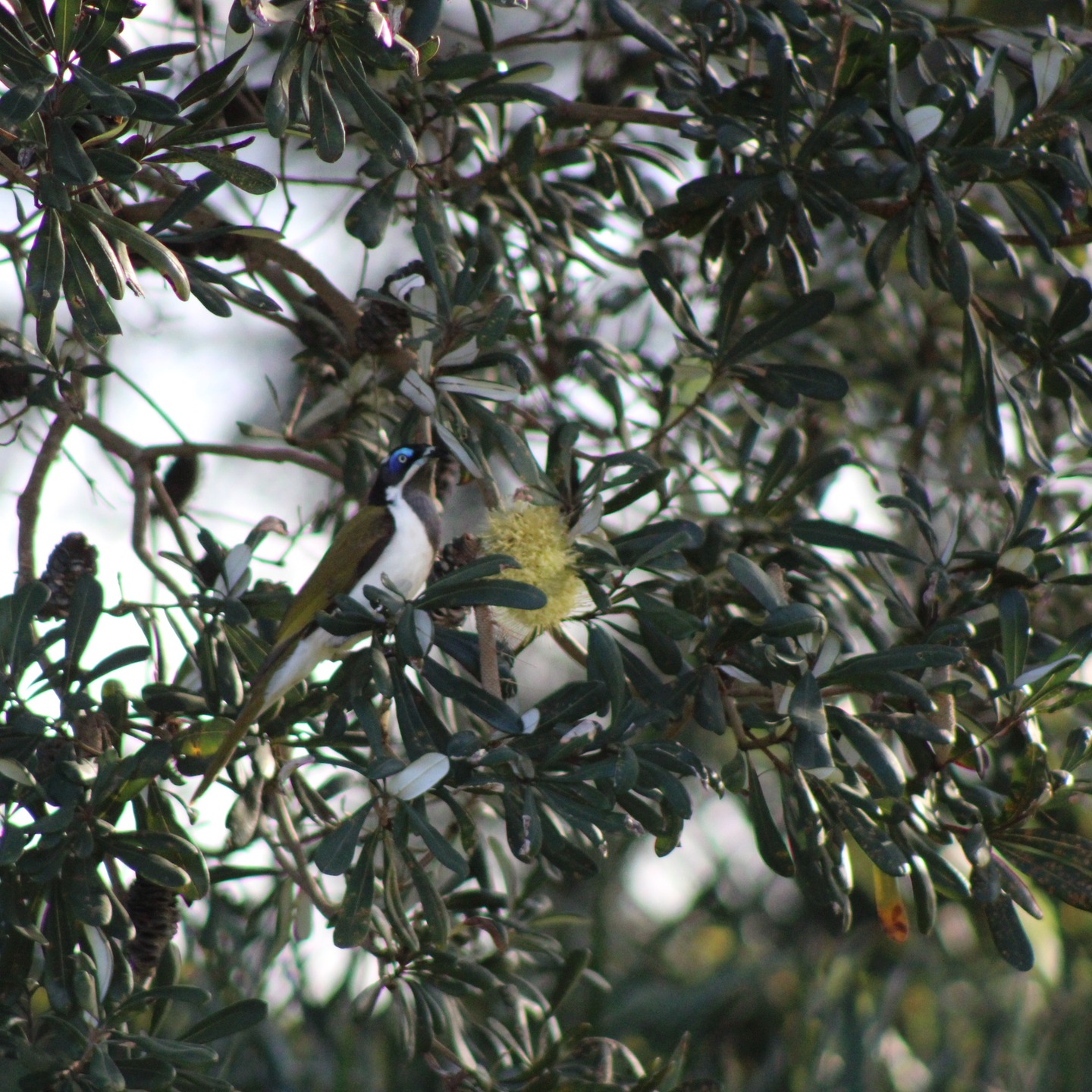 This Blue Faced Honey has a serious expression on its face; this is one of a pair that will be in the 3rd season of breeding in this habitat, so exciting. #nativebirds #wildlife #nature #habitat #fauna #pollinators