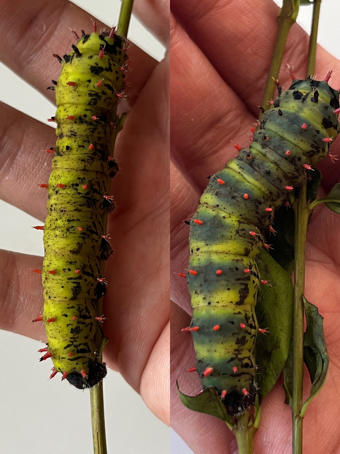 Quand on pense soie, on imagine souvent le bombyx mori, le fameux “ver à soie” domestiqué depuis des millénaires.
Mais il existe en réalité de nombreuses autres espèces capables de produire cette fibre extraordinaire ✨.
Cette année, je découvre la soie de l’Antherina suraka, une espèce de Madagascar 🦋.
Un détail étonnant accompagne leur métamorphose : juste avant de filer leur cocon, les chenilles se parent d’anneaux bleus 💙 (photo 2). comme un petit signal annonçant : “je suis prête à tisser !”. Je trouve cela fascinant !!
👉 Vous avez des questions sur ces soies étonnantes ? Posez-les en commentaire, je serai ravie d’y répondre !
.
.
.
.
.
#versasoie #antherinasuraka #soienaturelle #silkworms #silk #fibresnaturelles #textileheritage #histoiredelasoie #weavingtradition #artisanattextile #naturaltextiles #patrimonetextile #slowtextiles #filage #fiberart