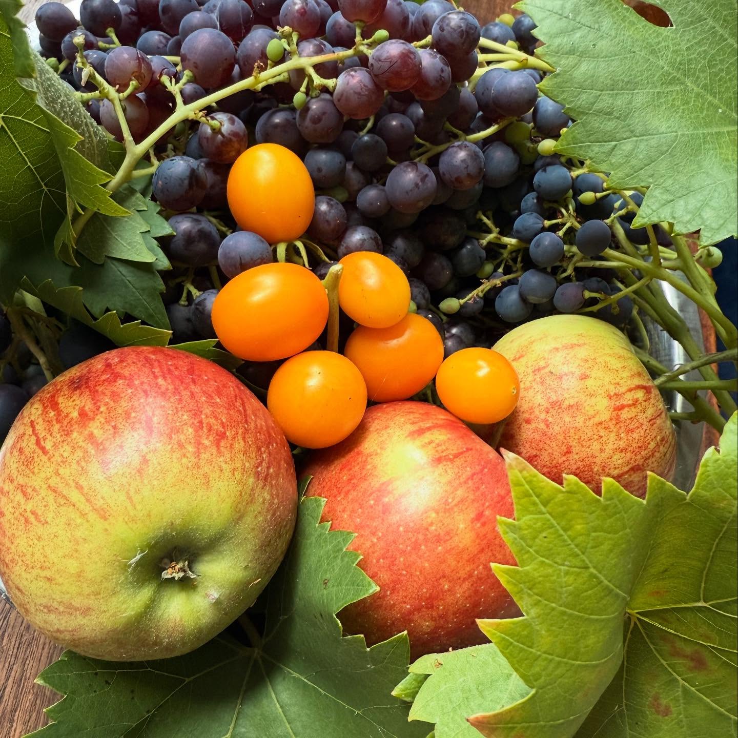🍎🥕🥦🍅🍇 It’s harvest season!
Have you any additional fruit , veg or herbs fromyour garden, balcony, allotment or community garden to share? If so how about donating to a local community meal or food giving project?
Did you know Food Cycle Lewisham lovingly prepare 3 Community meals a week and are always looking for local veg supply’s.
(Veg drop offs to the meals prior to eating times)
Wed 1.15pm Catford / Lewisham Irish Centre
Sat 1.15pm
Thursday New X All saints church 1.15pn @foodcyclelewisham
Always serving a 3 course vegetarian meal to almost 200 people a week through the 3 days . Any additional supplies or help with volunteering always appreciated
#lewisham
For the lewisham food list link in Bio
https://www.goodfoodlewisham.org/_files/ugd/7db68e_5189ab7d668e4ff3b284ae0be0474a0d.pdf