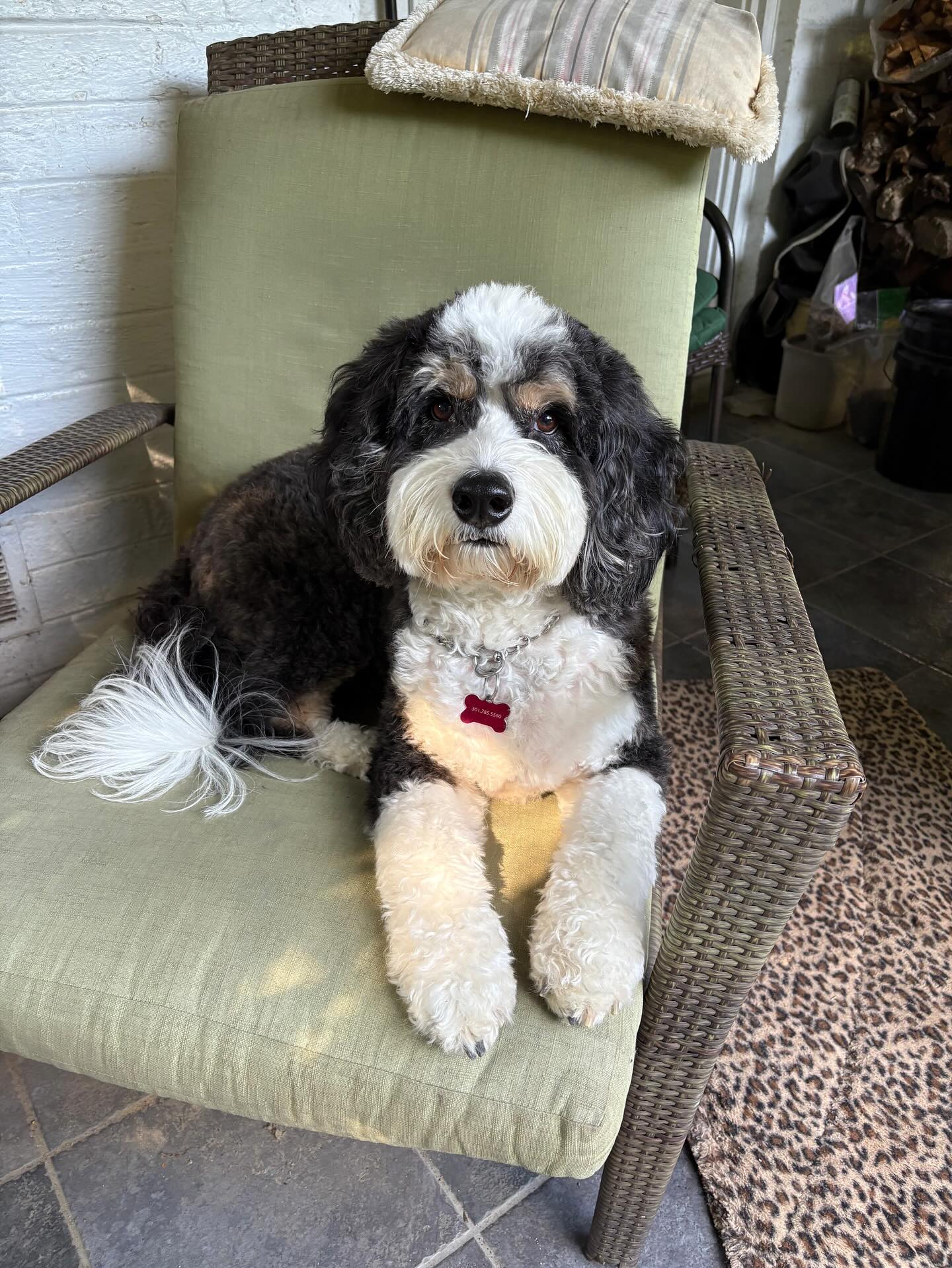 Happy Birthday Zeek! #5yearsold