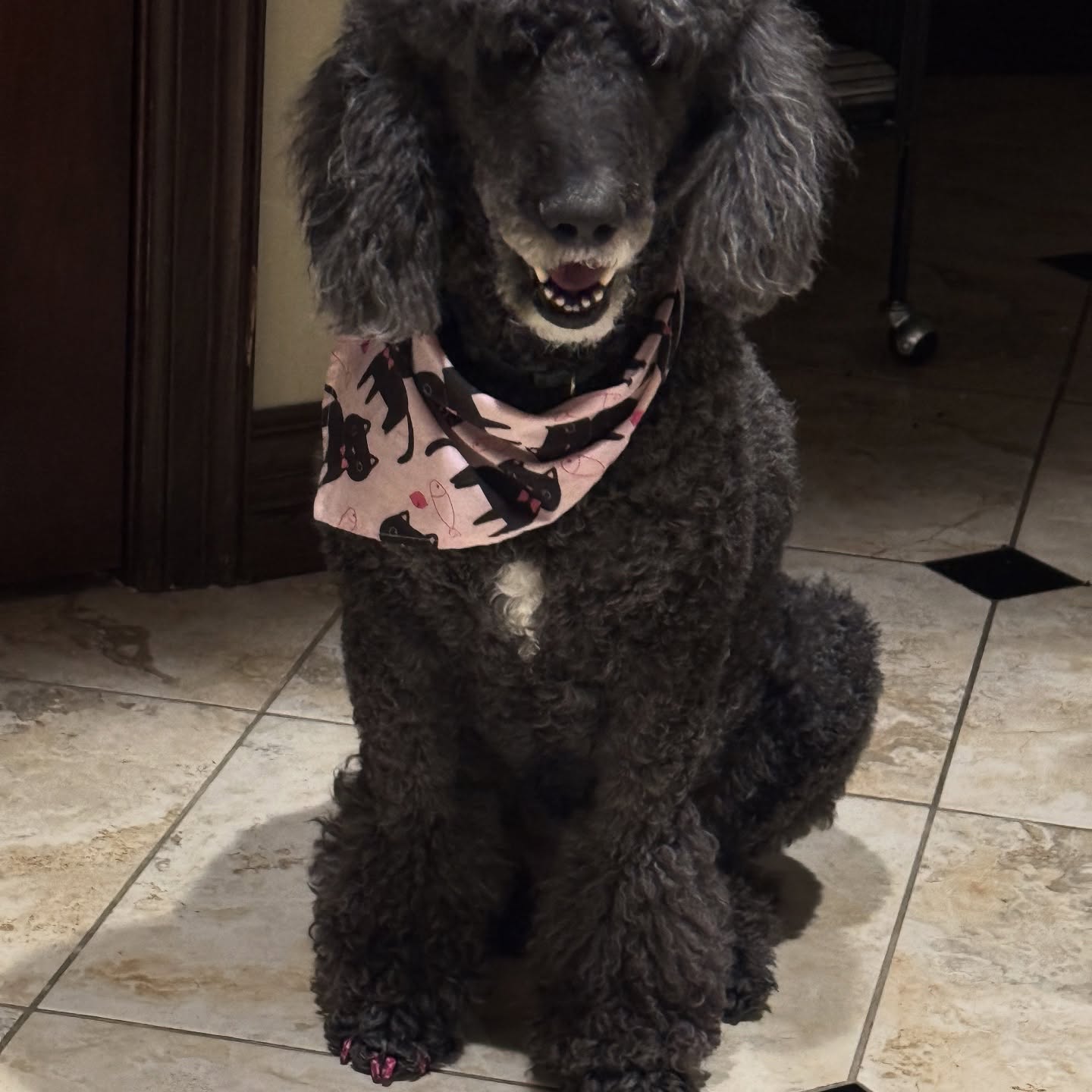 Clementine is not okay without a proper grooming and her nails did 💅
#petsitting #boerne #fairoaksranch @boernepetsitting