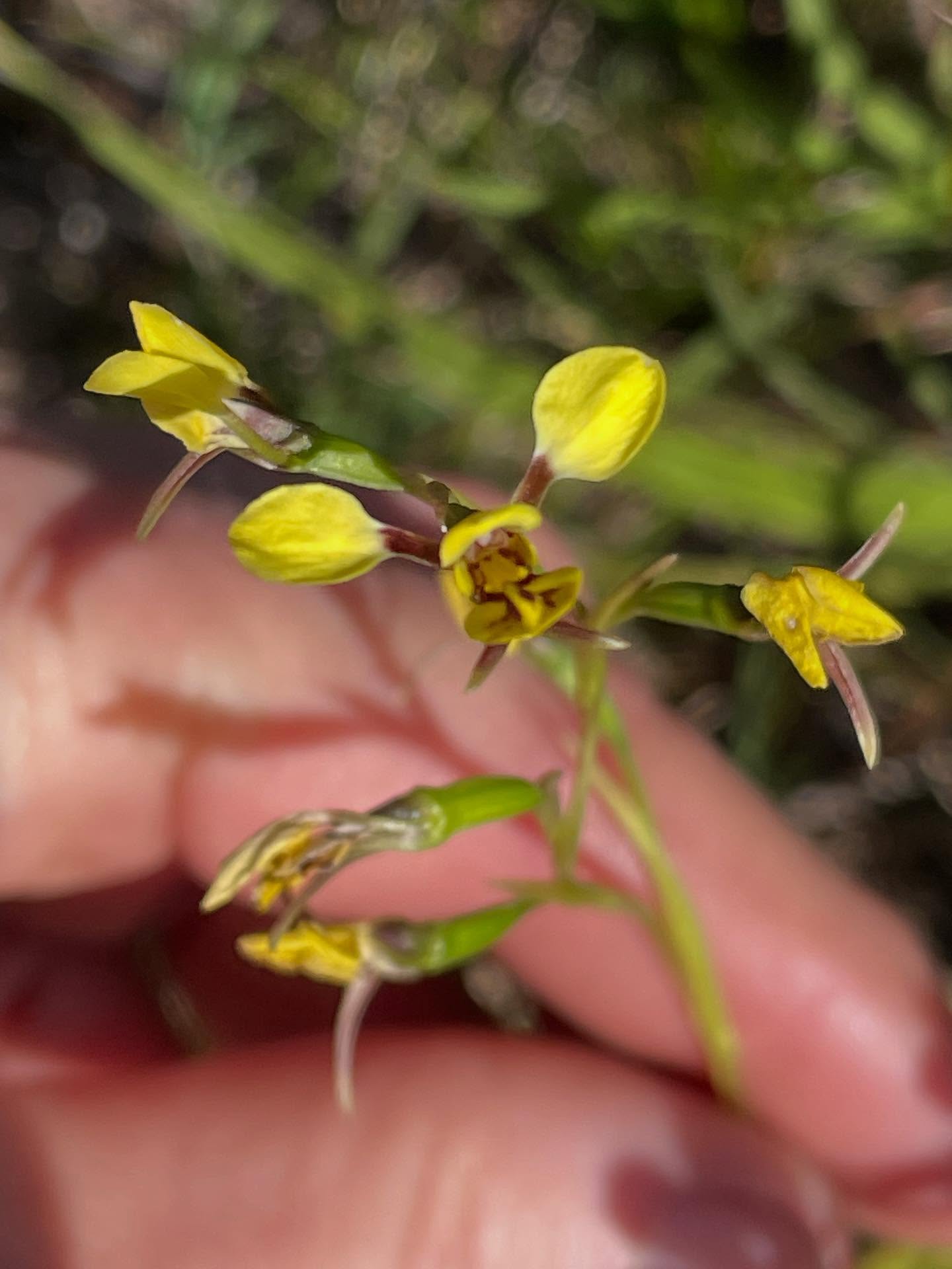 Love the myriad of native orchids in flower, the Donky orchid is so petite and stunning. #nativeorchids #nativeplants #flora #habitat #ecosystem #pollinator